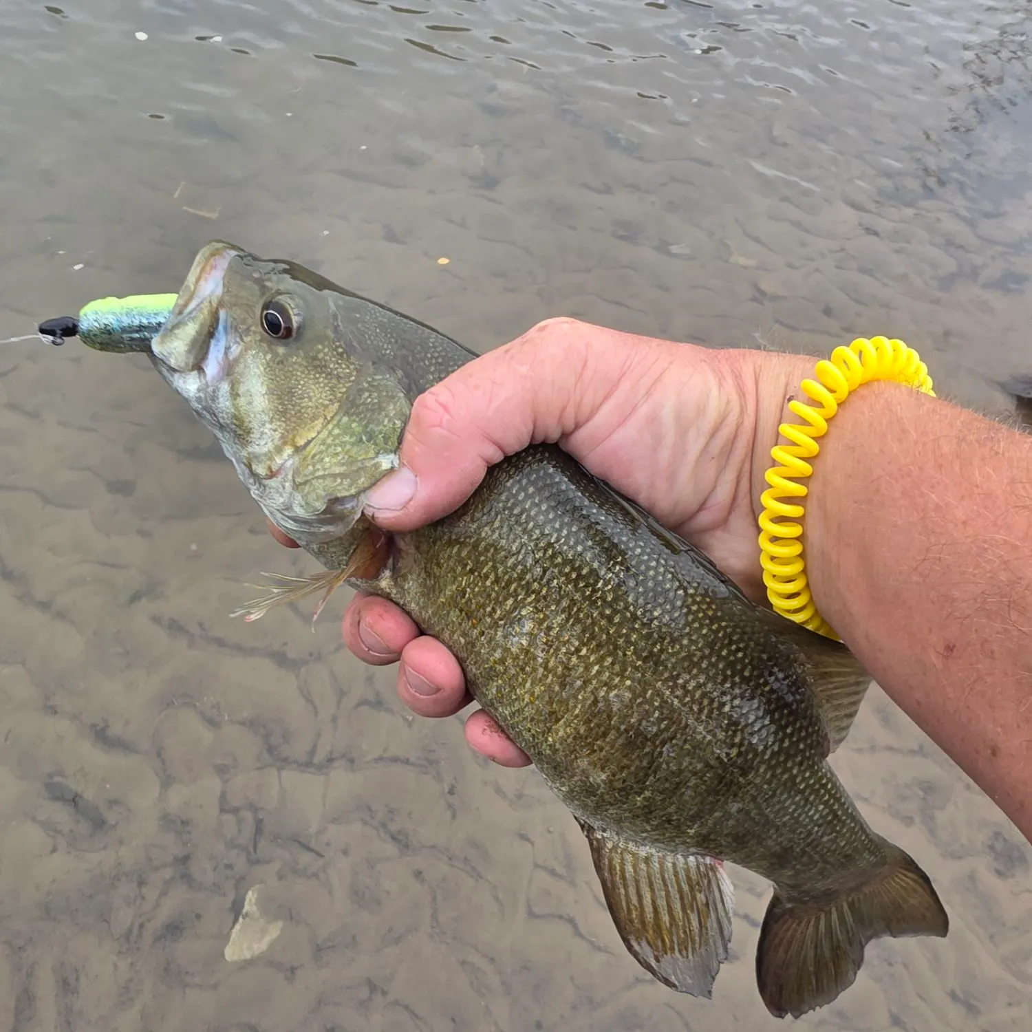 Smallmouth bass caught on Fishbrain