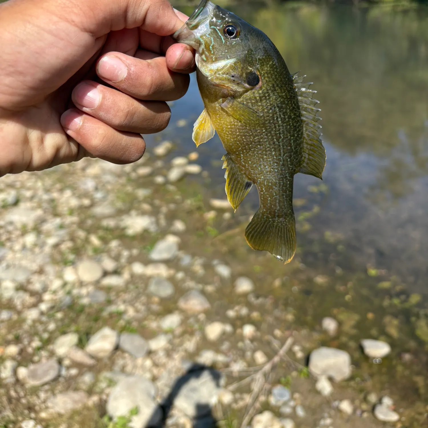 Green sunfish caught on Fishbrain