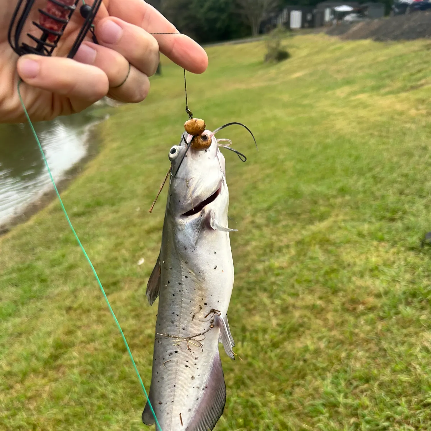 Channel catfish caught on Fishbrain