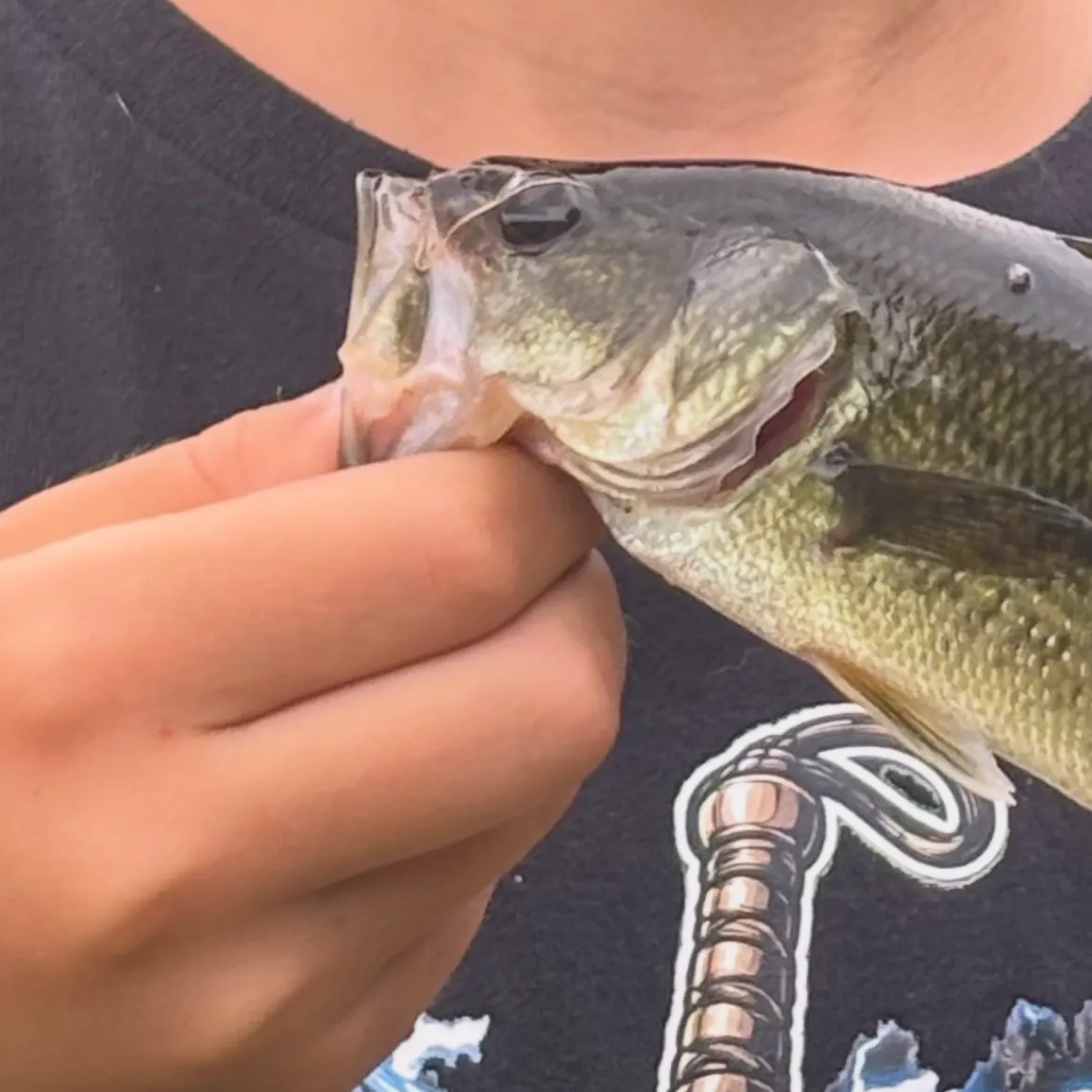 Largemouth bass caught on Fishbrain