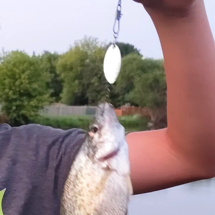 Black crappie caught on Fishbrain