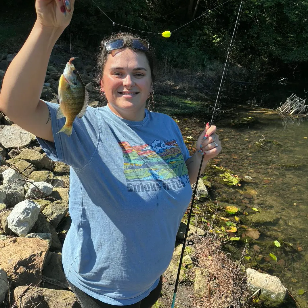 Bluegill caught on Fishbrain