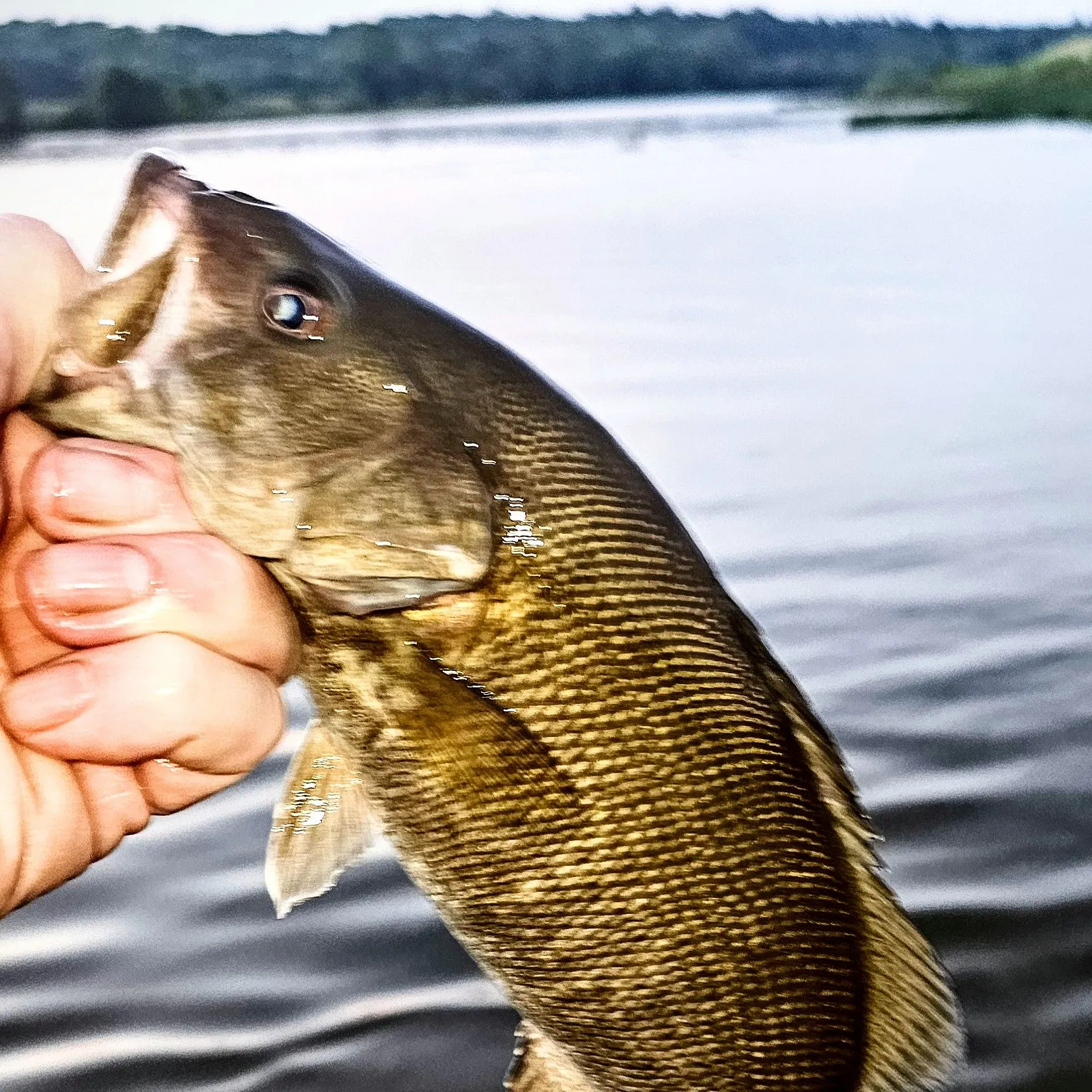 Smallmouth bass caught on Fishbrain