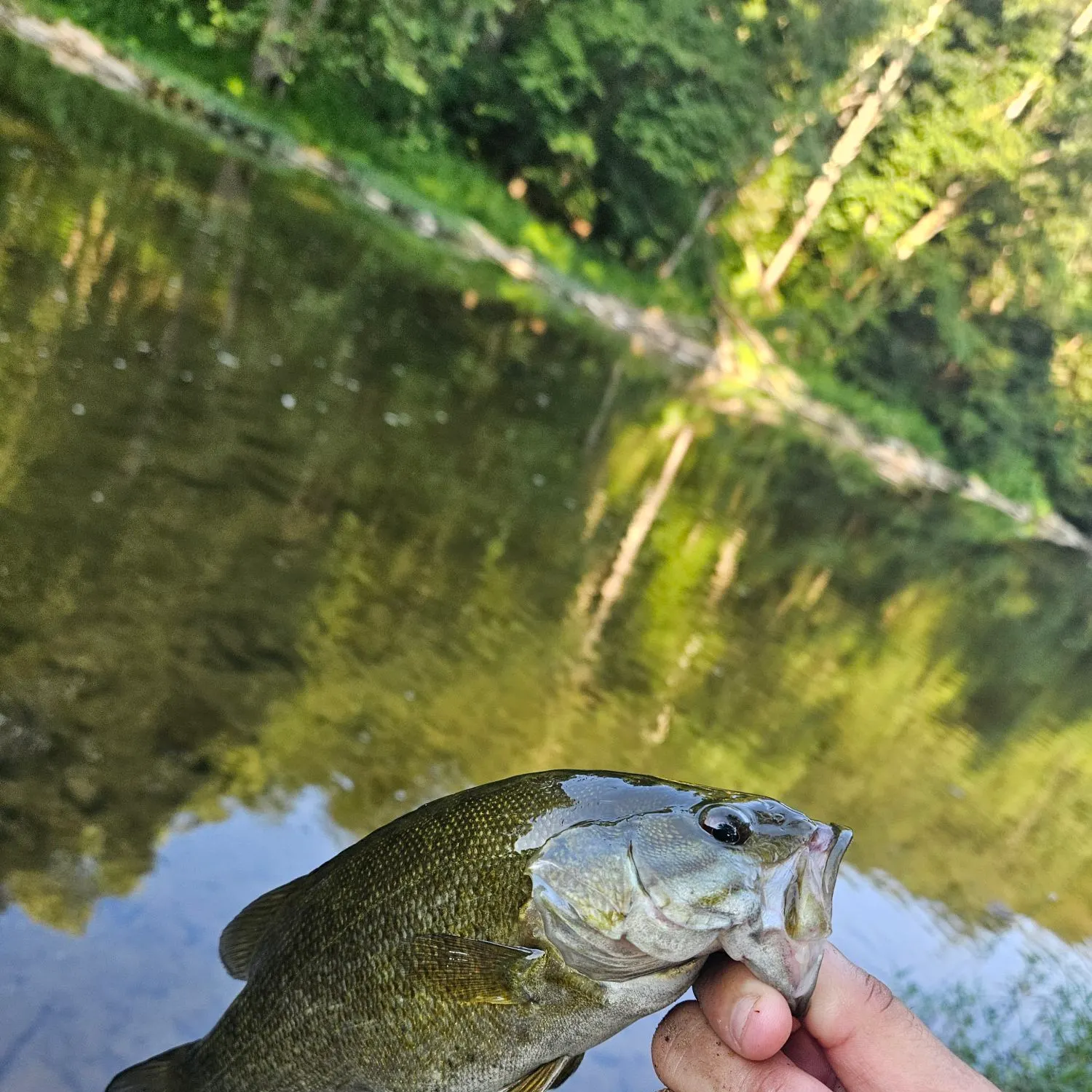 Fish caught on Fishbrain