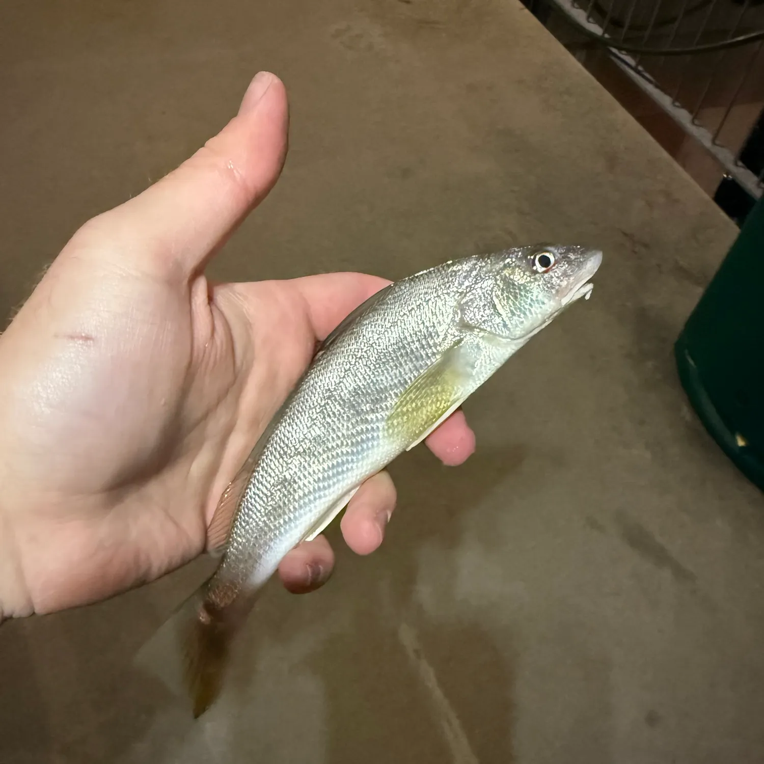 The most recent Southern kingcroaker catches on Fishbrain