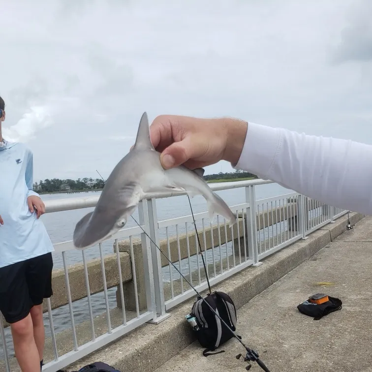 The most recent Bonnethead shark catches on Fishbrain