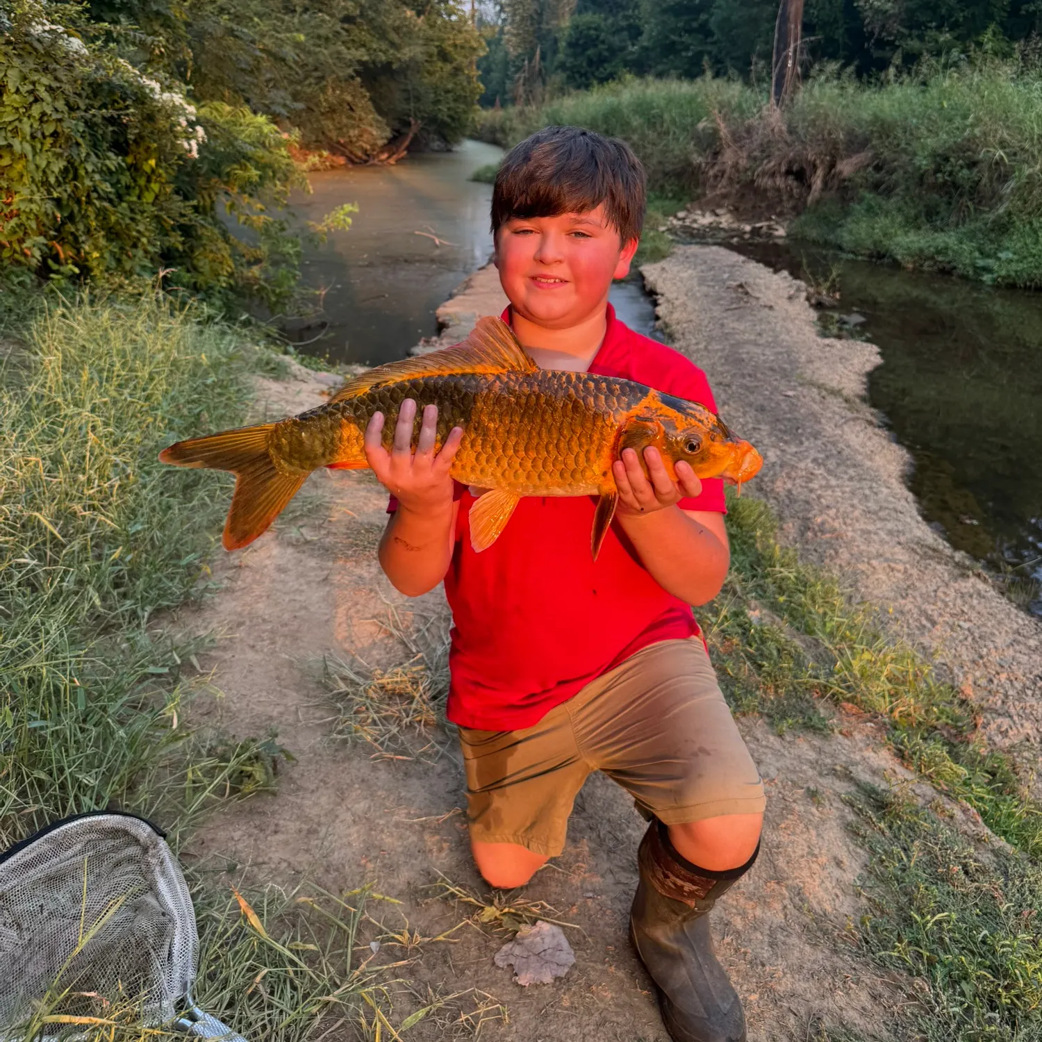 Koi carp caught on Fishbrain