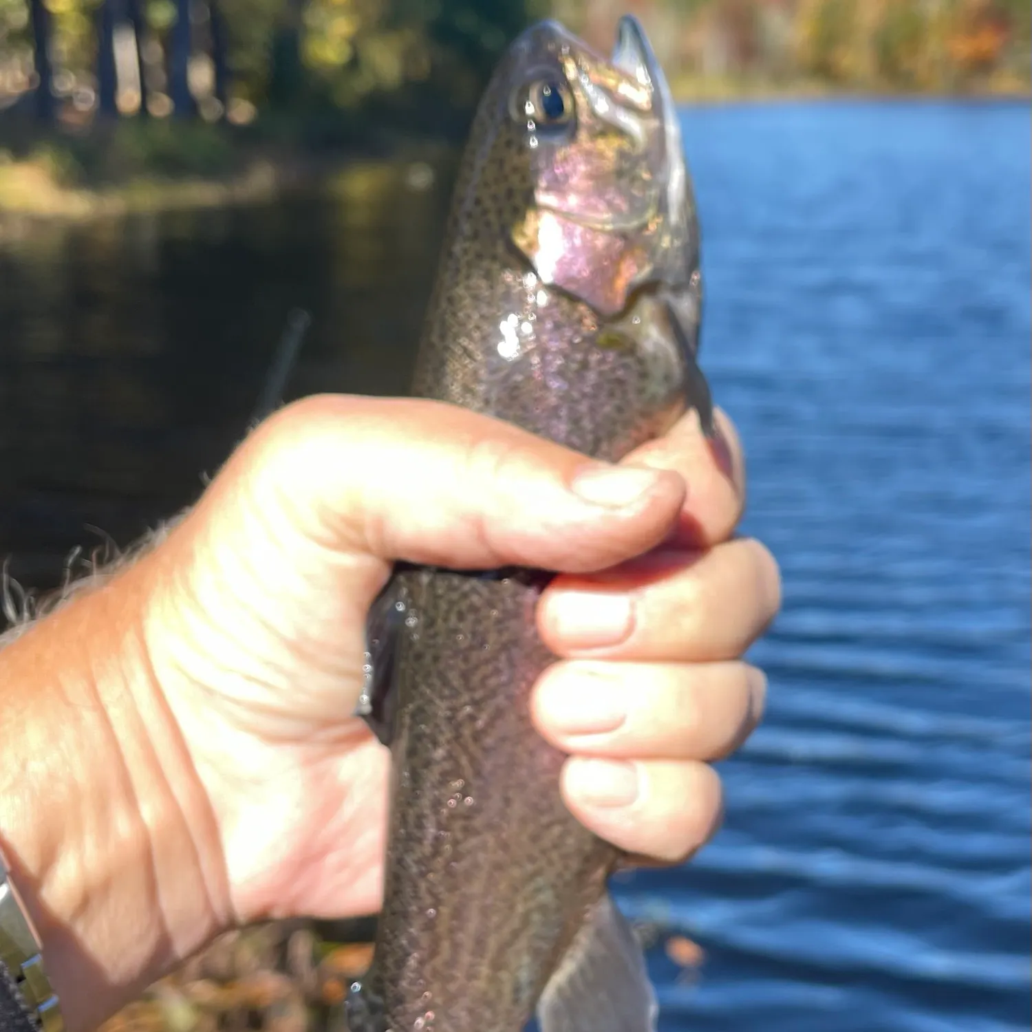Tiger trout caught on Fishbrain