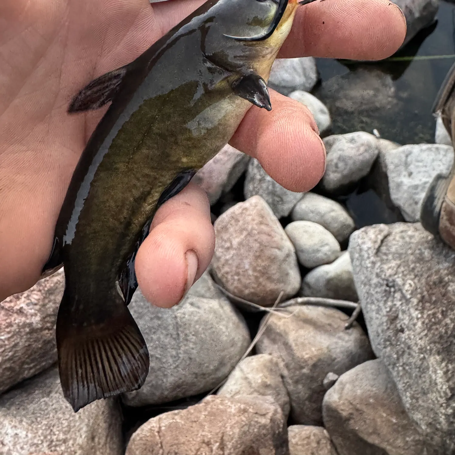Yellow bullhead caught on Fishbrain