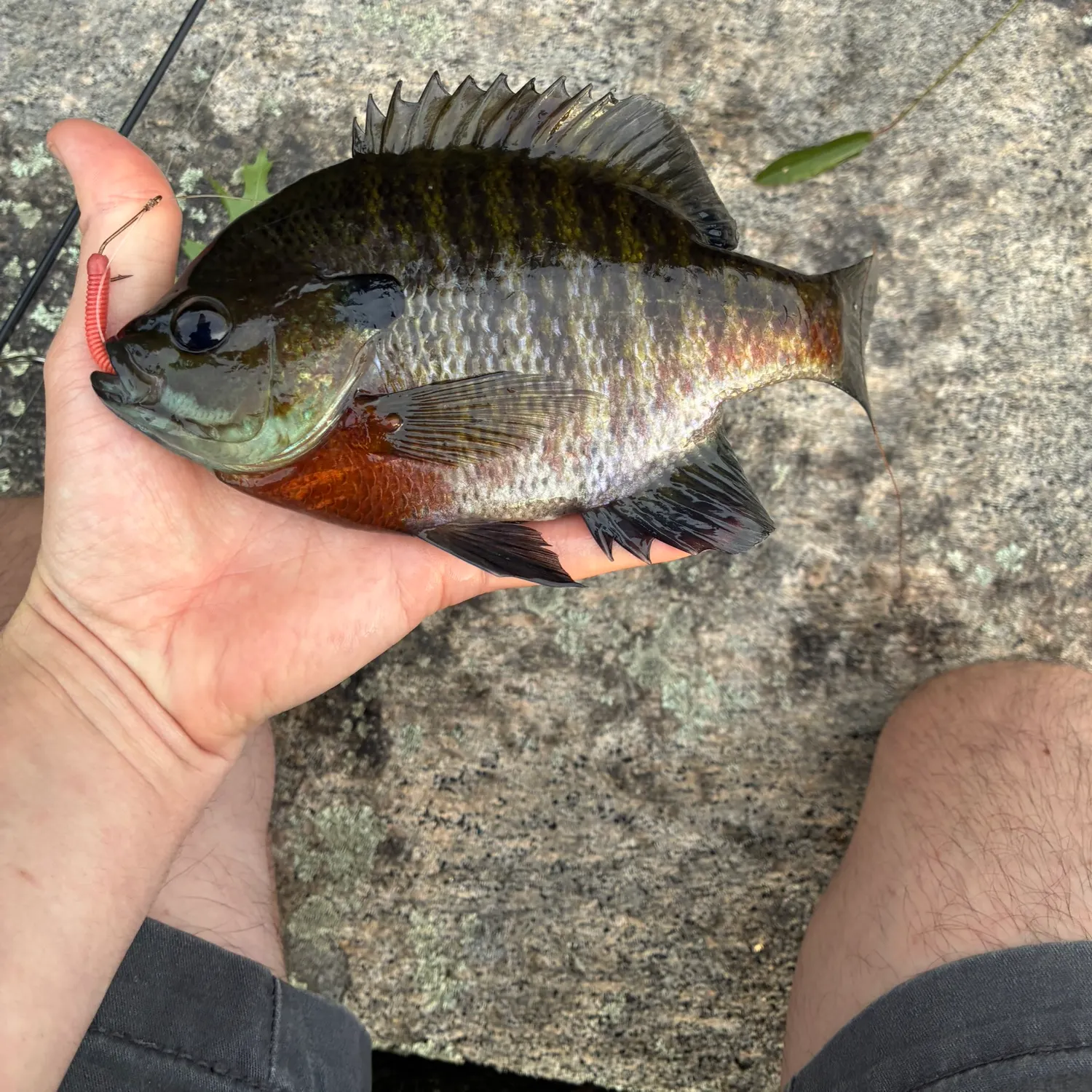 Bluegill caught on Fishbrain