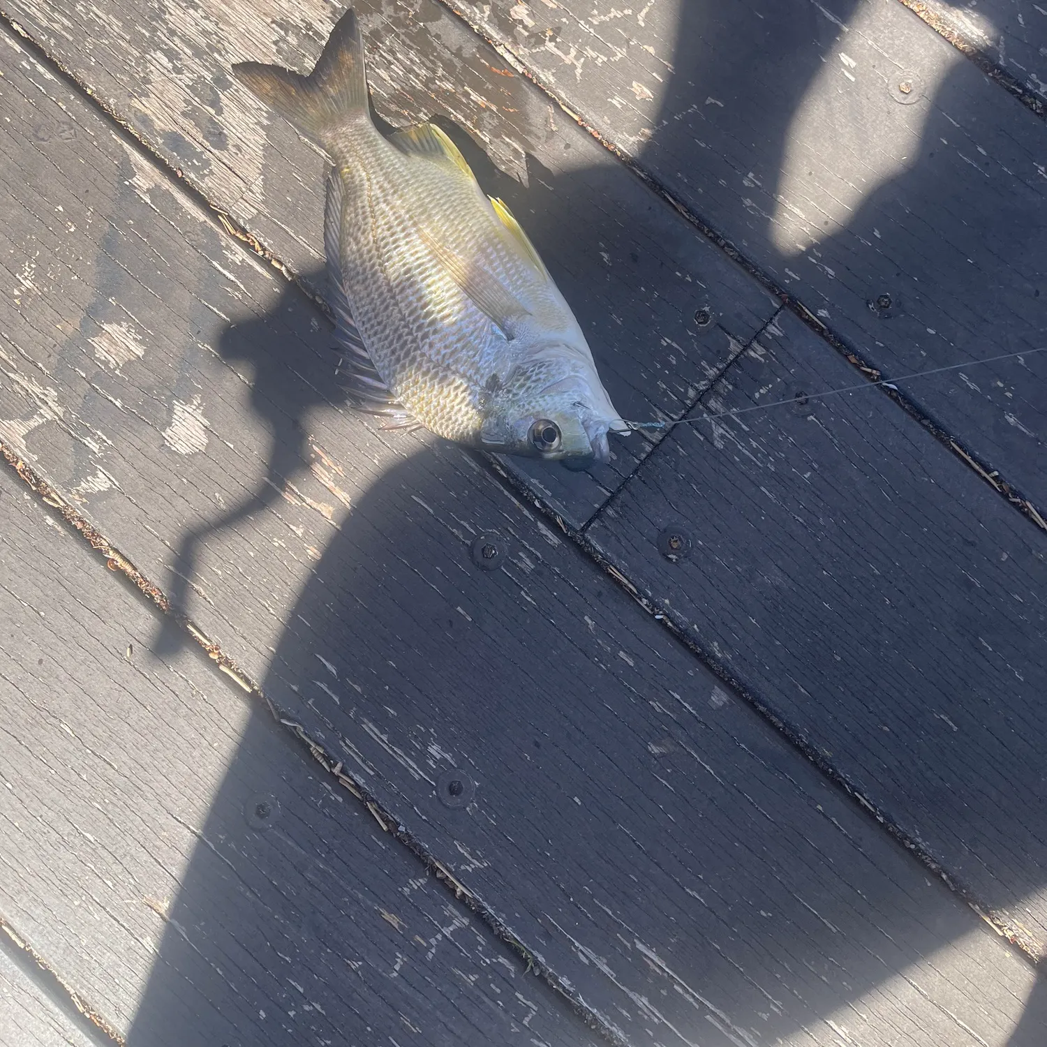 The most recent Surf bream catches on Fishbrain