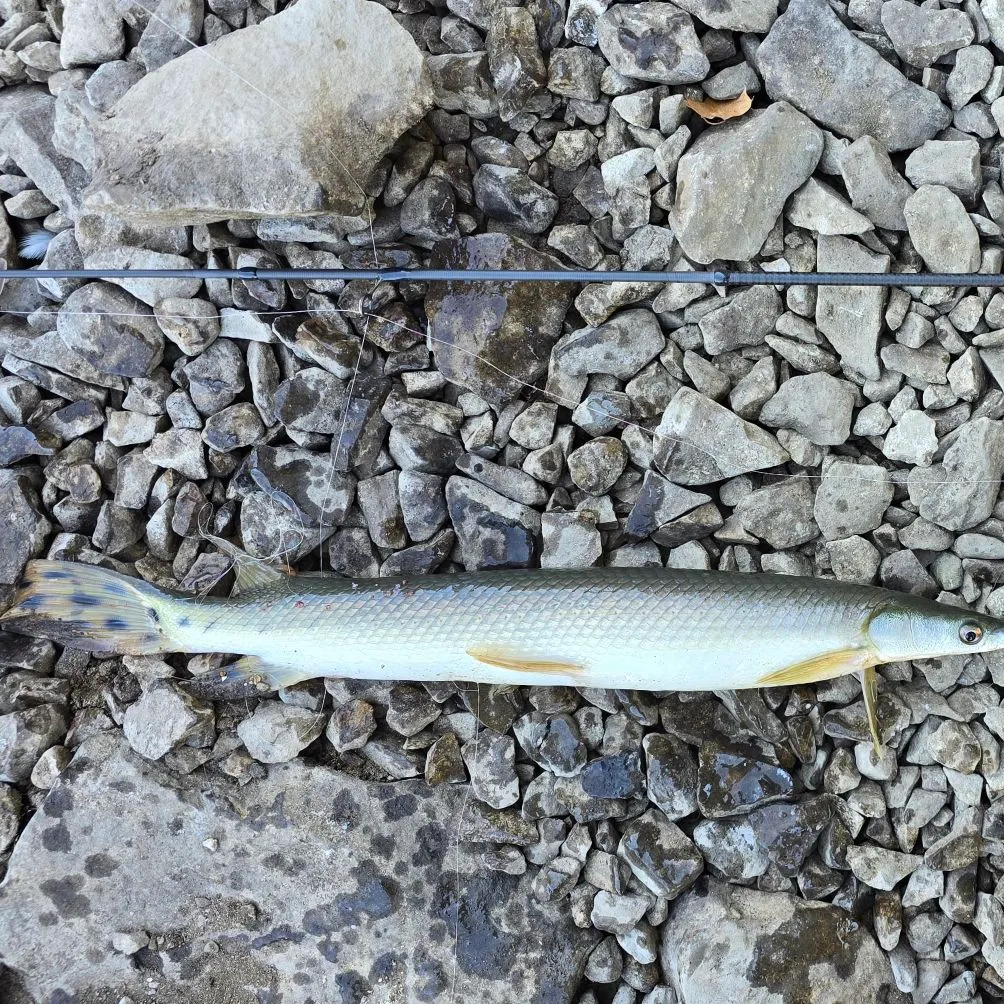 The most recent Shortnose gar catches on Fishbrain