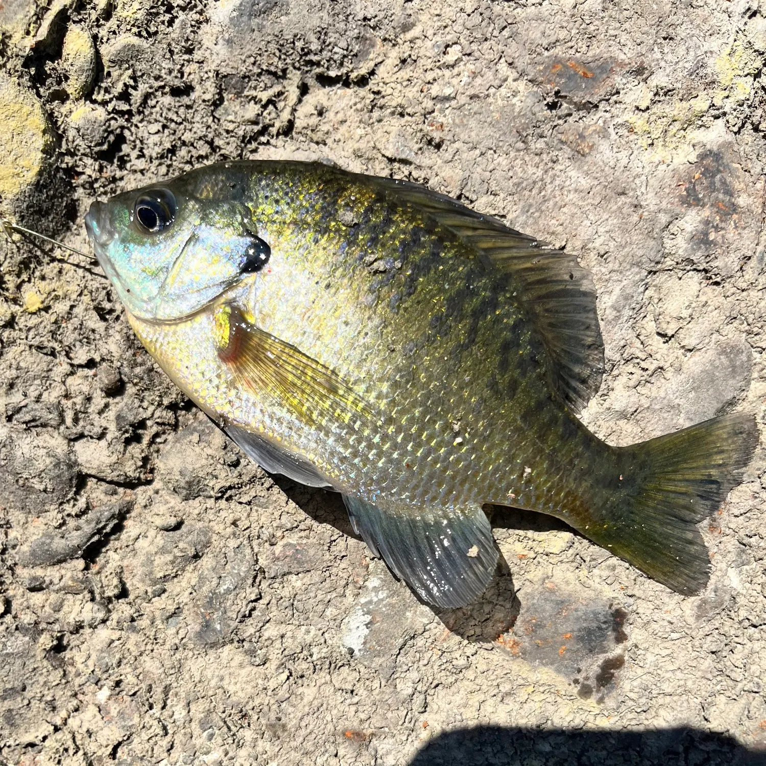 Bluegill caught on Fishbrain