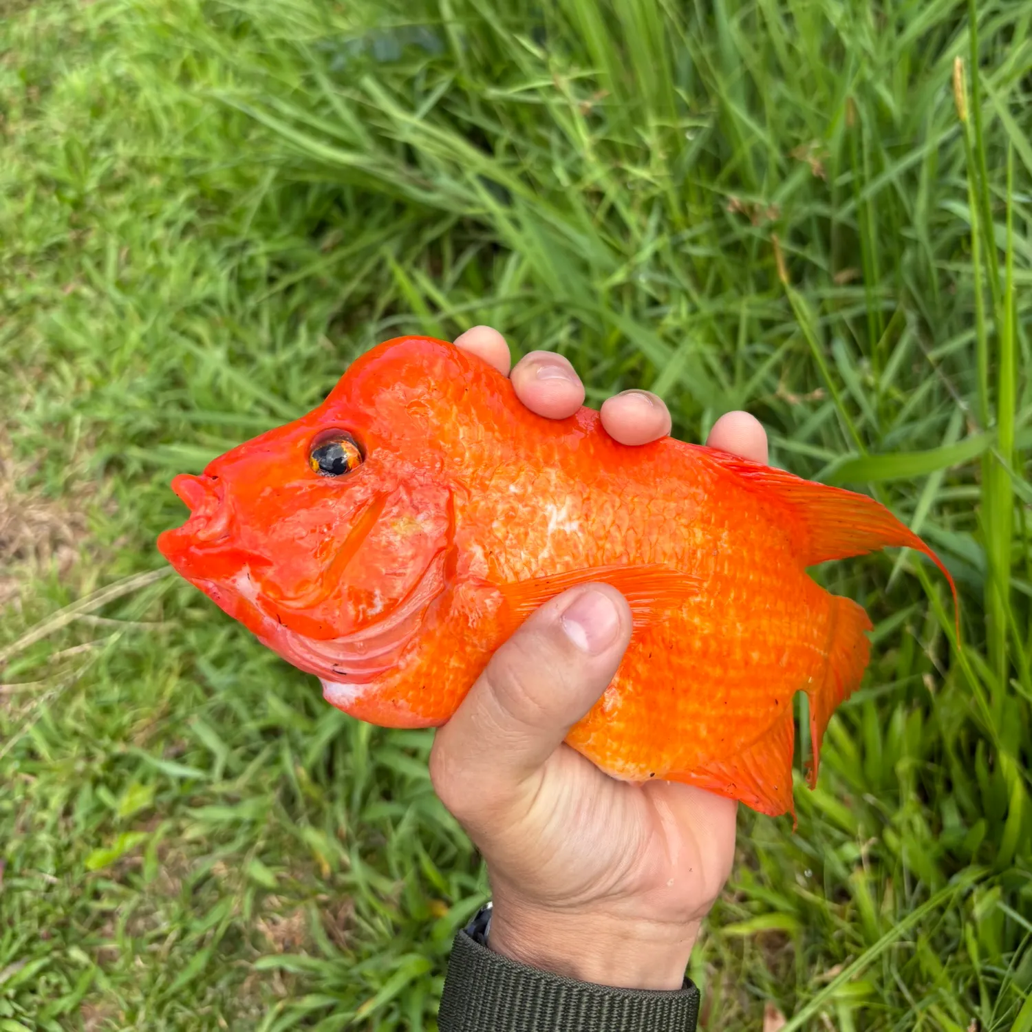 The most recent Red devil cichlid catches on Fishbrain