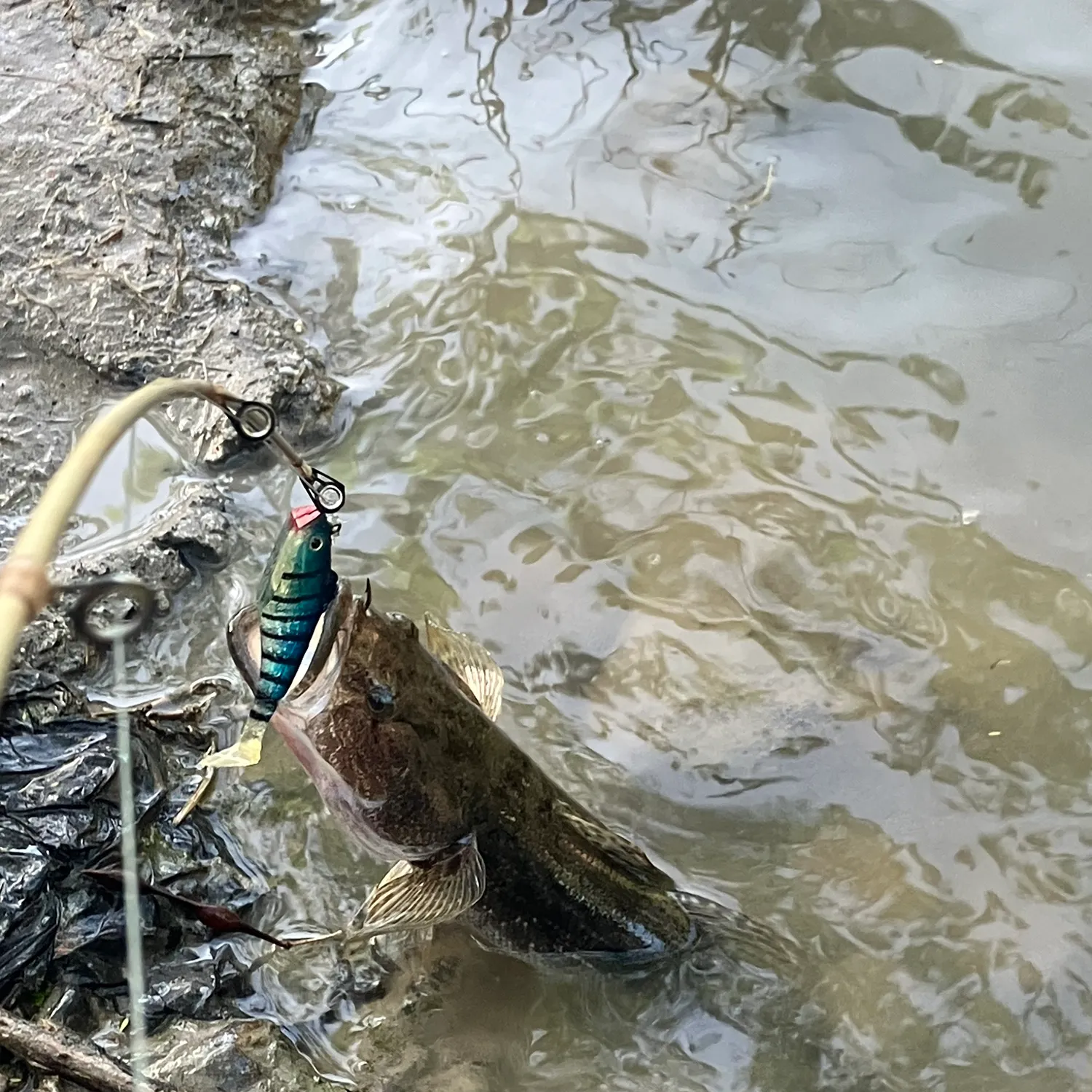 The most recent Marbled goby catches on Fishbrain