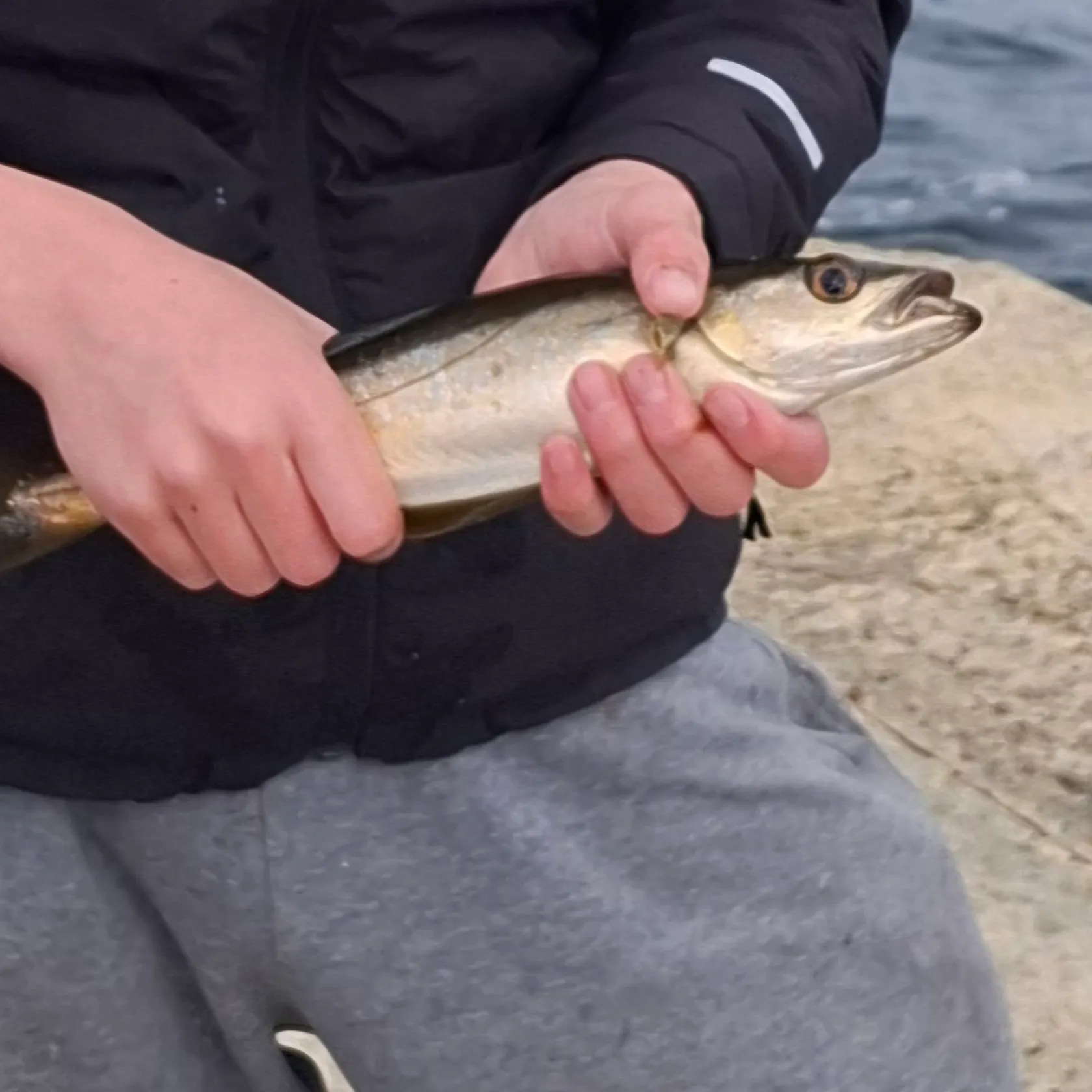 Pollack caught on Fishbrain