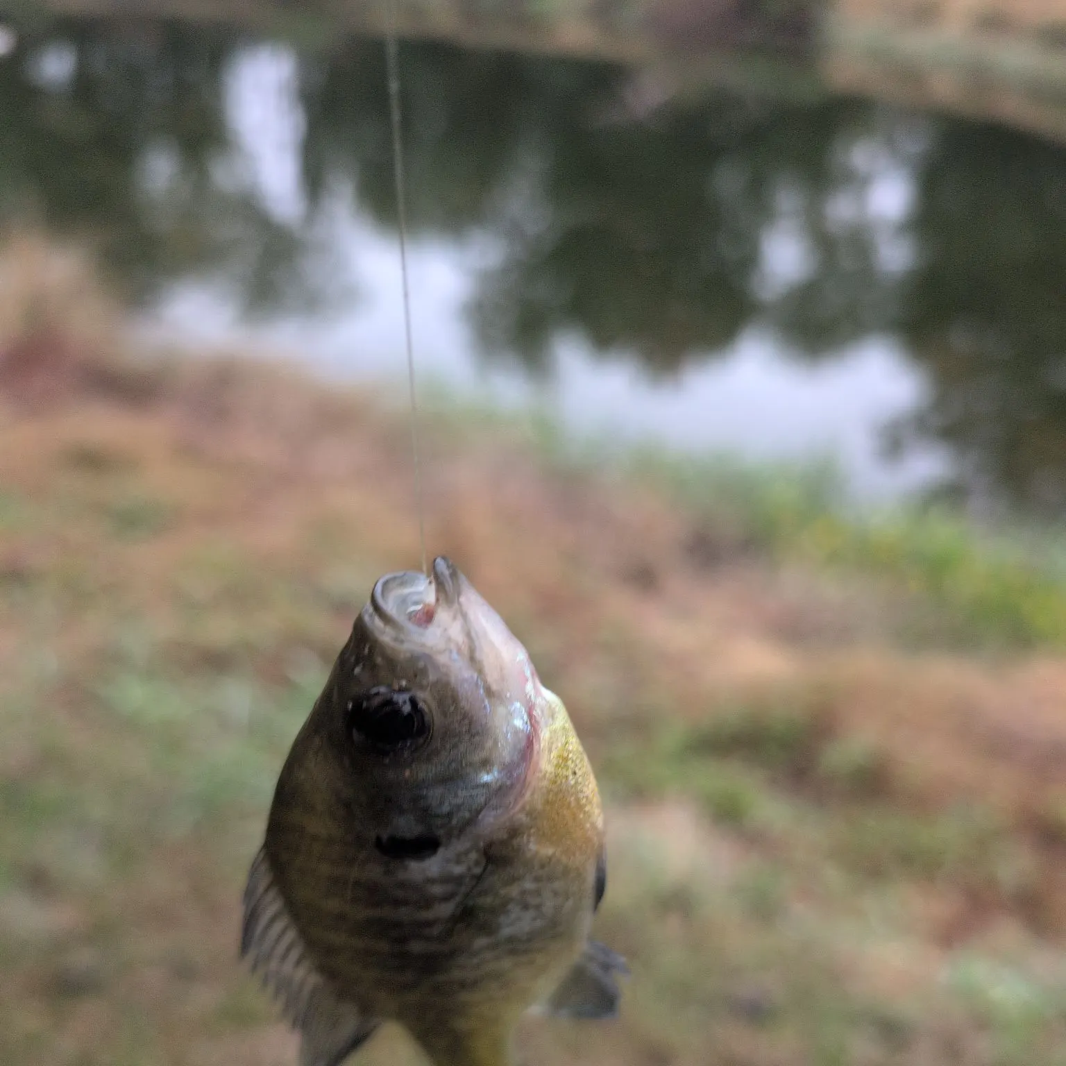 Bluegill caught on Fishbrain