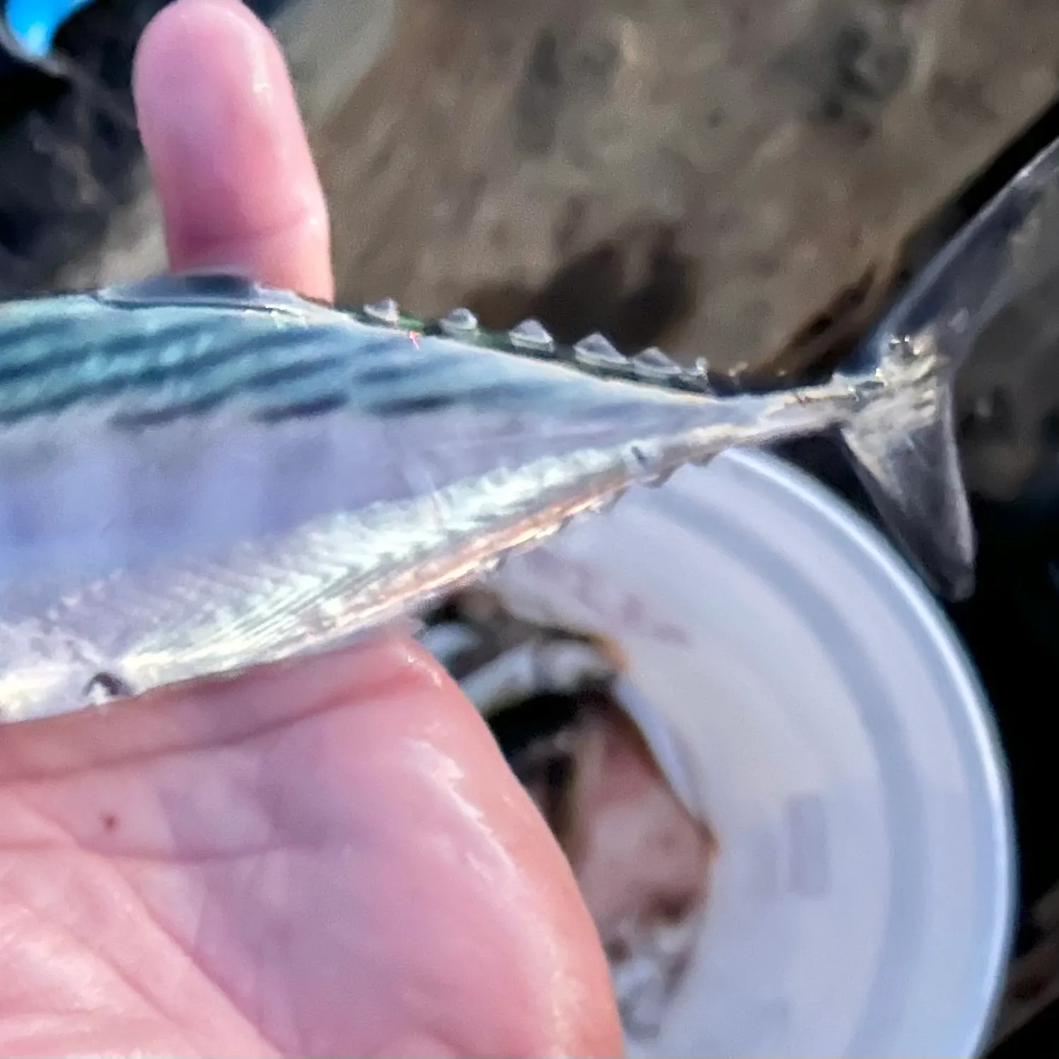 Eastern Pacific bonito caught on Fishbrain