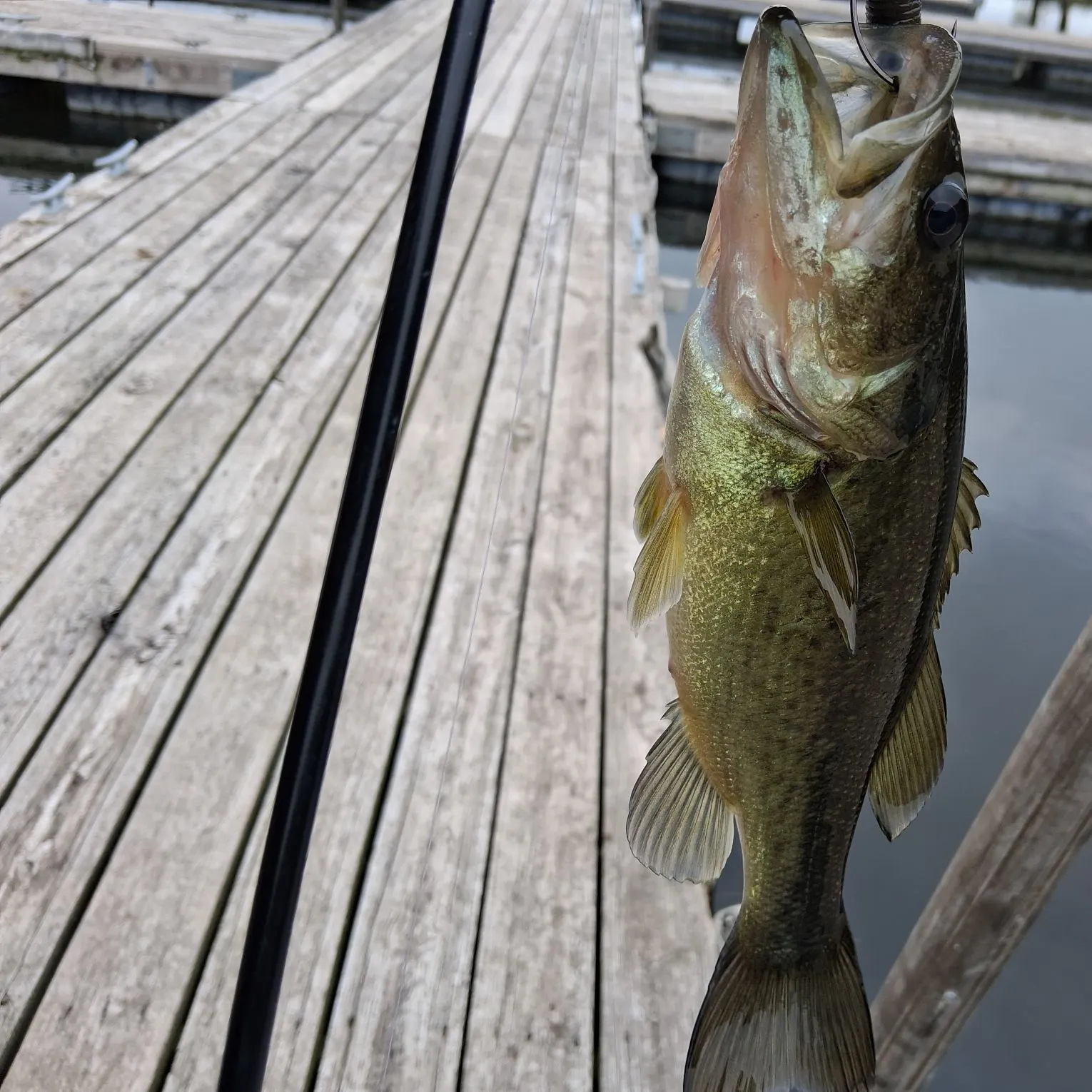Largemouth bass caught on Fishbrain