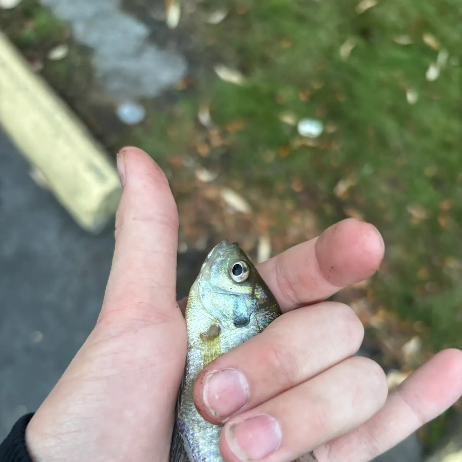 Bluegill caught on Fishbrain
