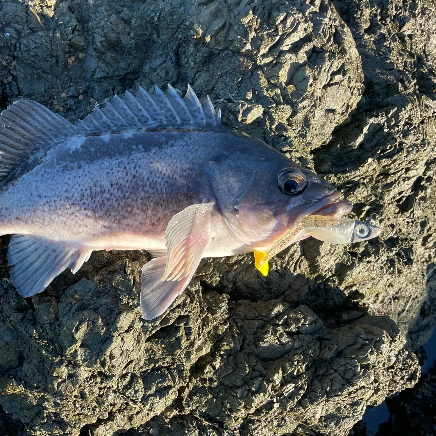 Black rockfish caught on Fishbrain