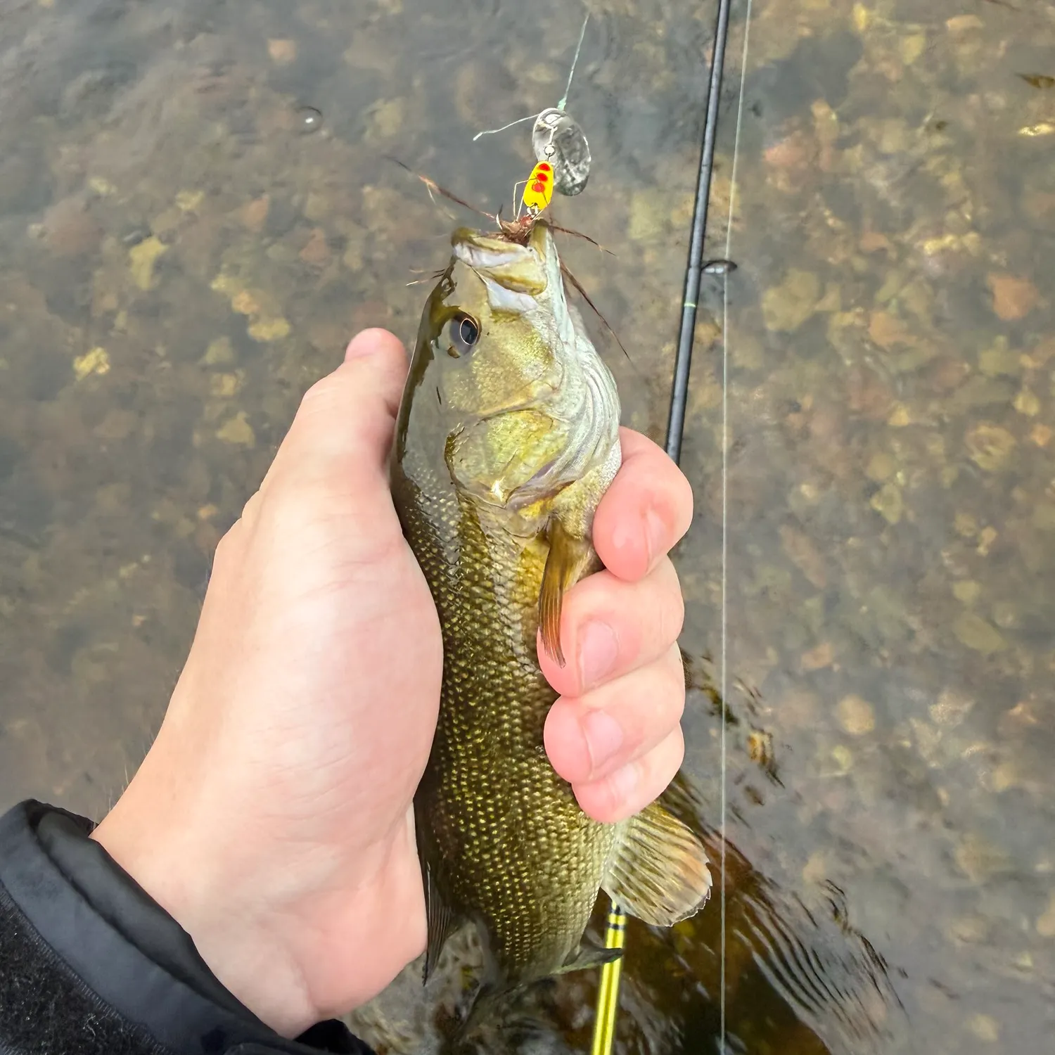 Smallmouth bass caught on Fishbrain