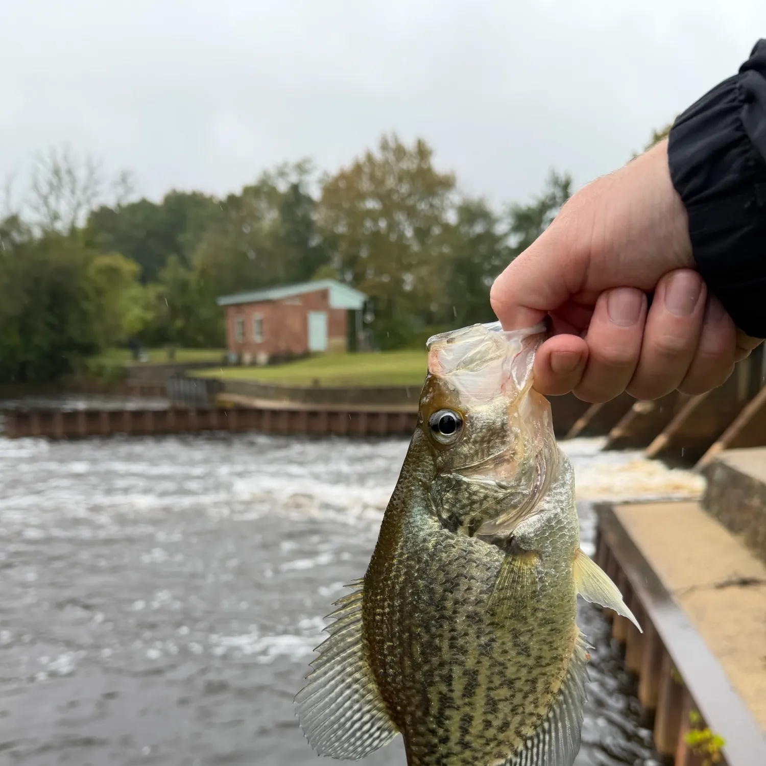 Black crappie caught on Fishbrain