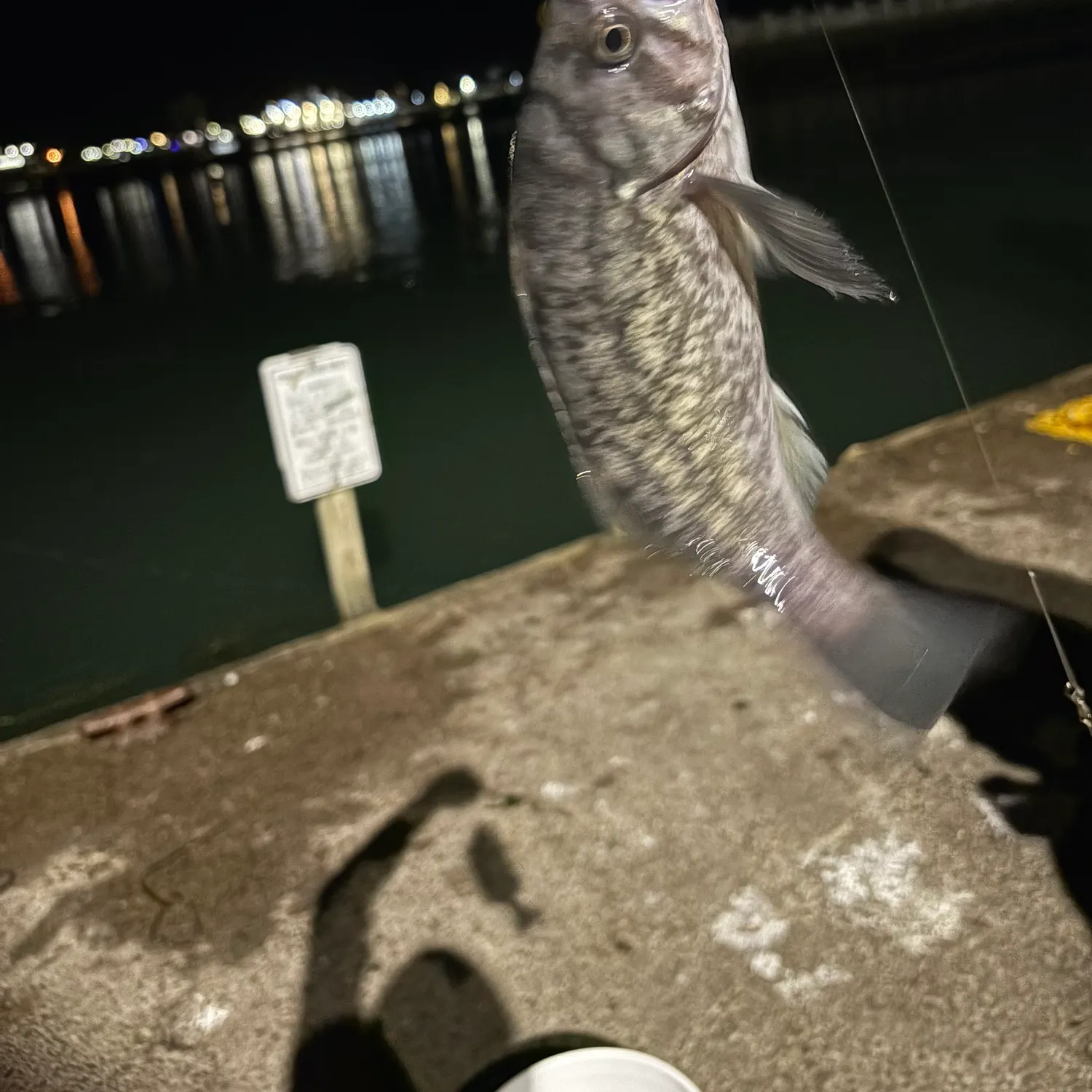 The most recent White seabass catches on Fishbrain