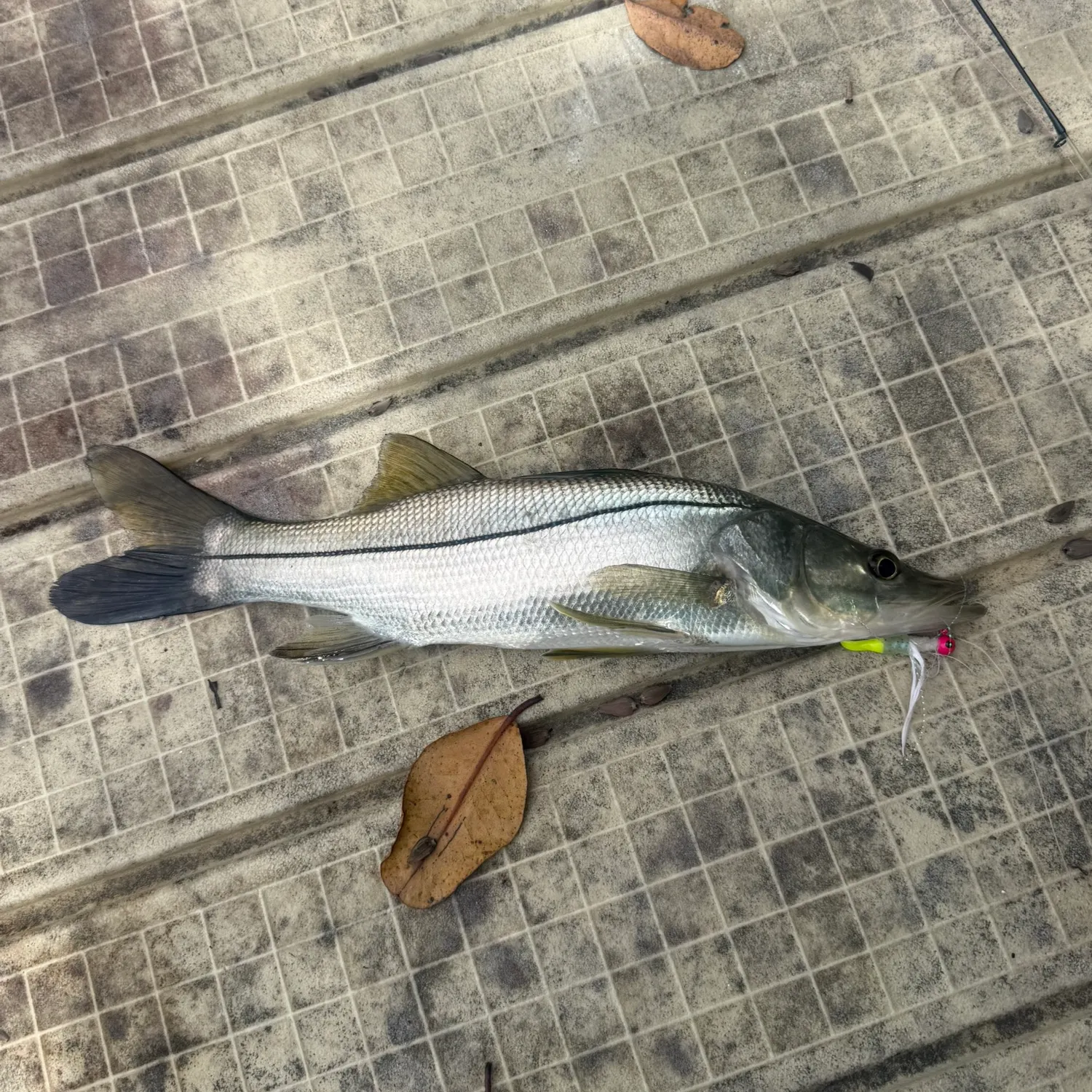 Common snook caught on Fishbrain