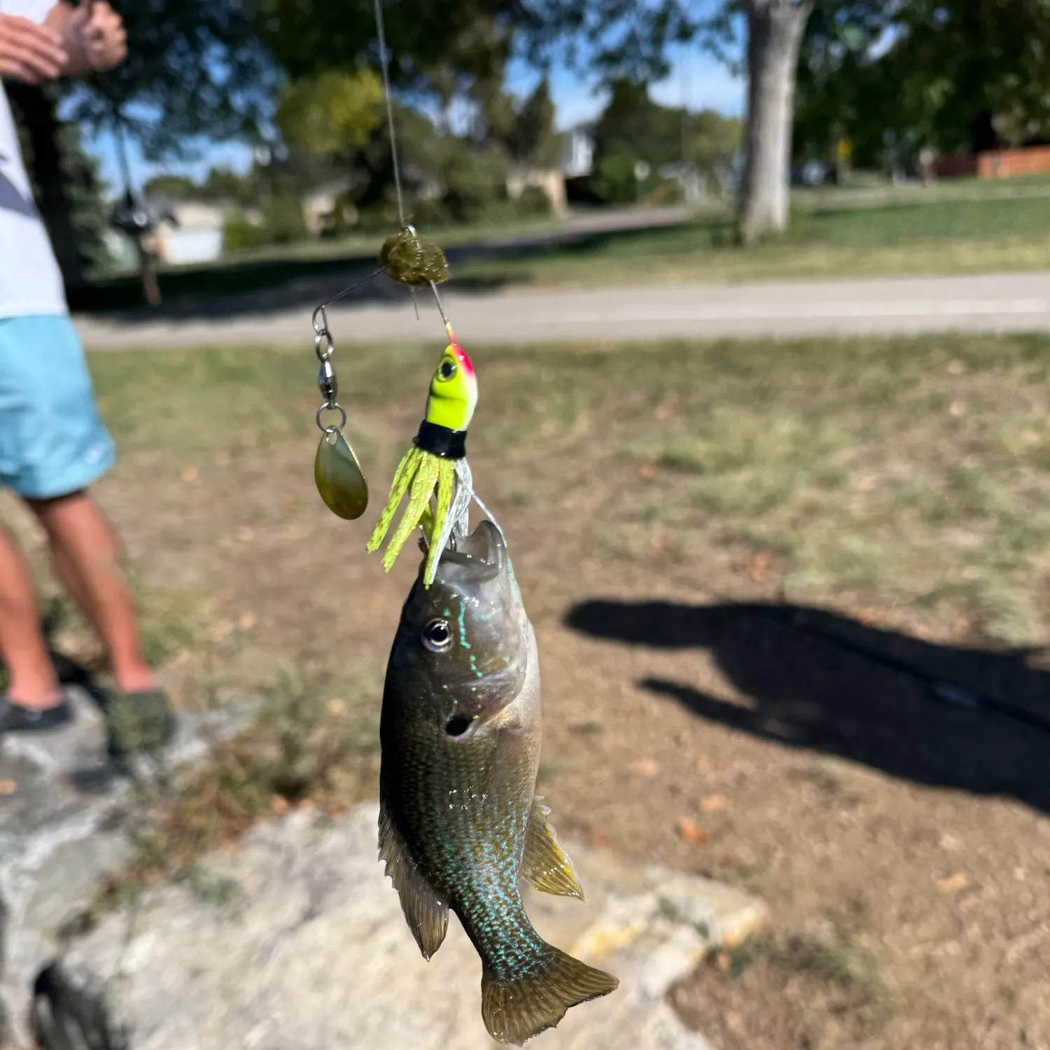 Bluegill caught on Fishbrain