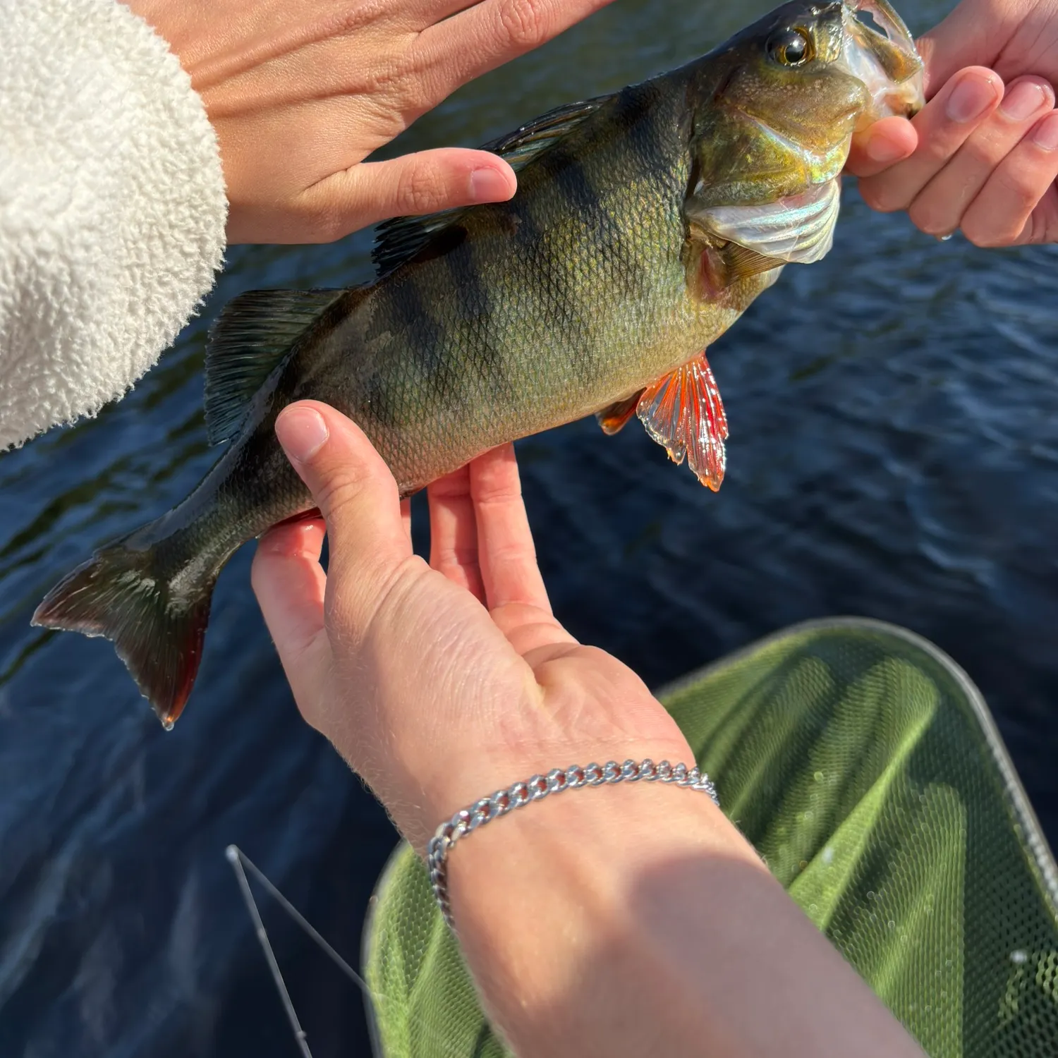 European perch caught on Fishbrain