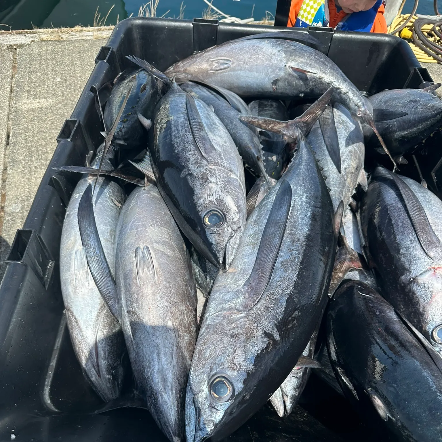 The most recent Albacore catches on Fishbrain