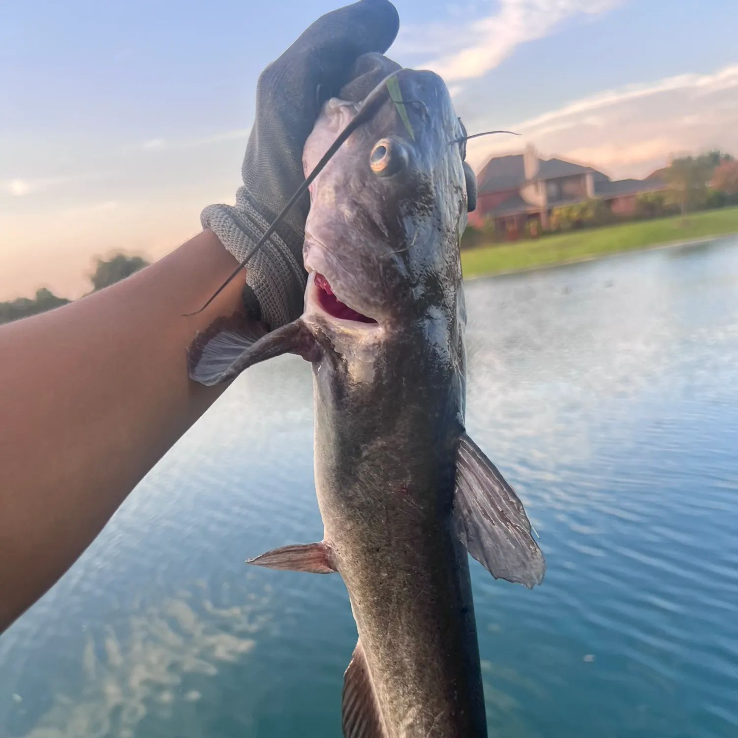Channel catfish caught on Fishbrain