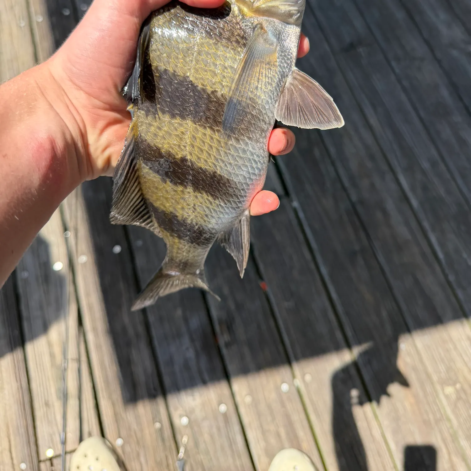 The most recent Black drum catches on Fishbrain