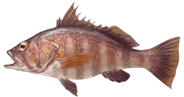 Peruvian rock seabass