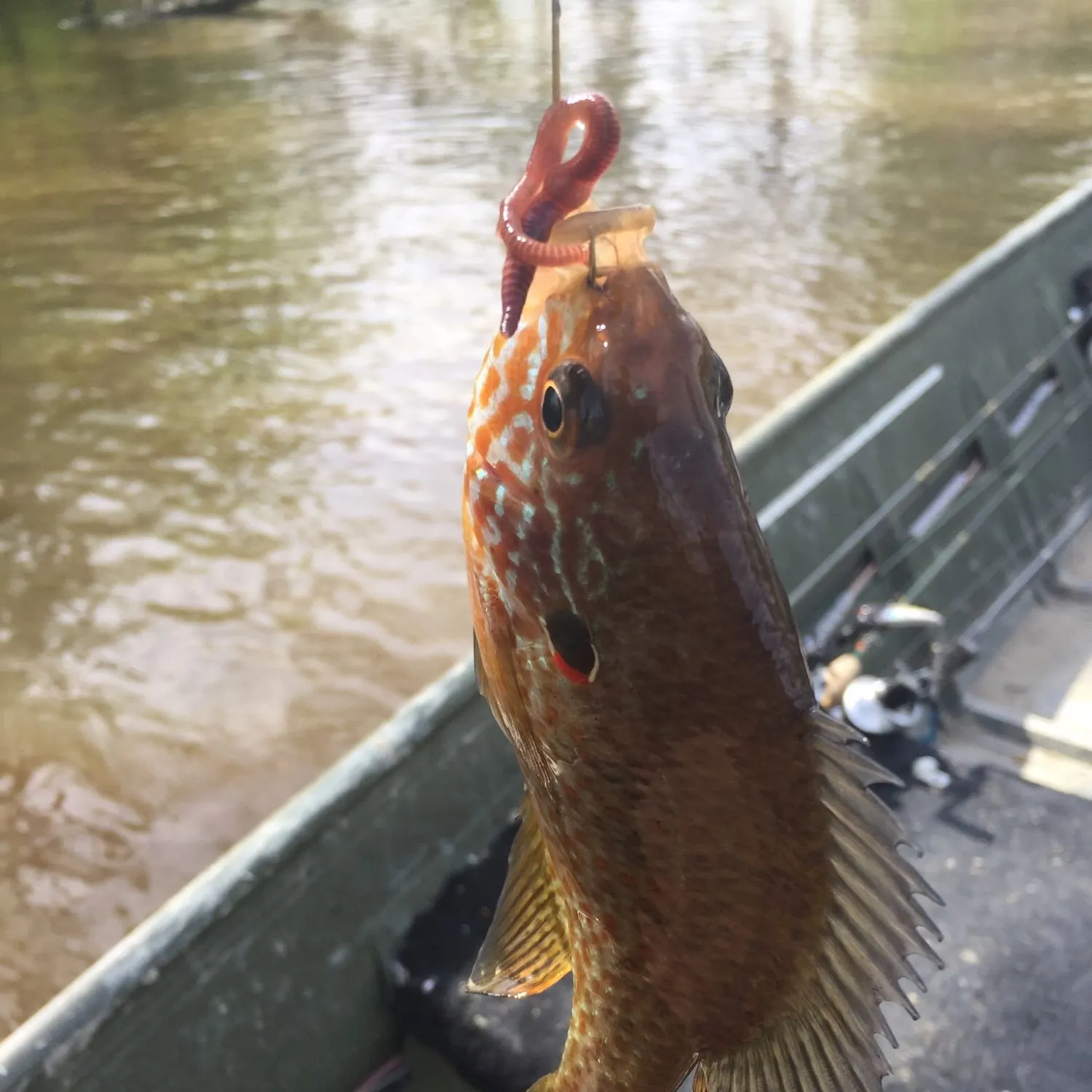 Pumpkinseed caught on Fishbrain