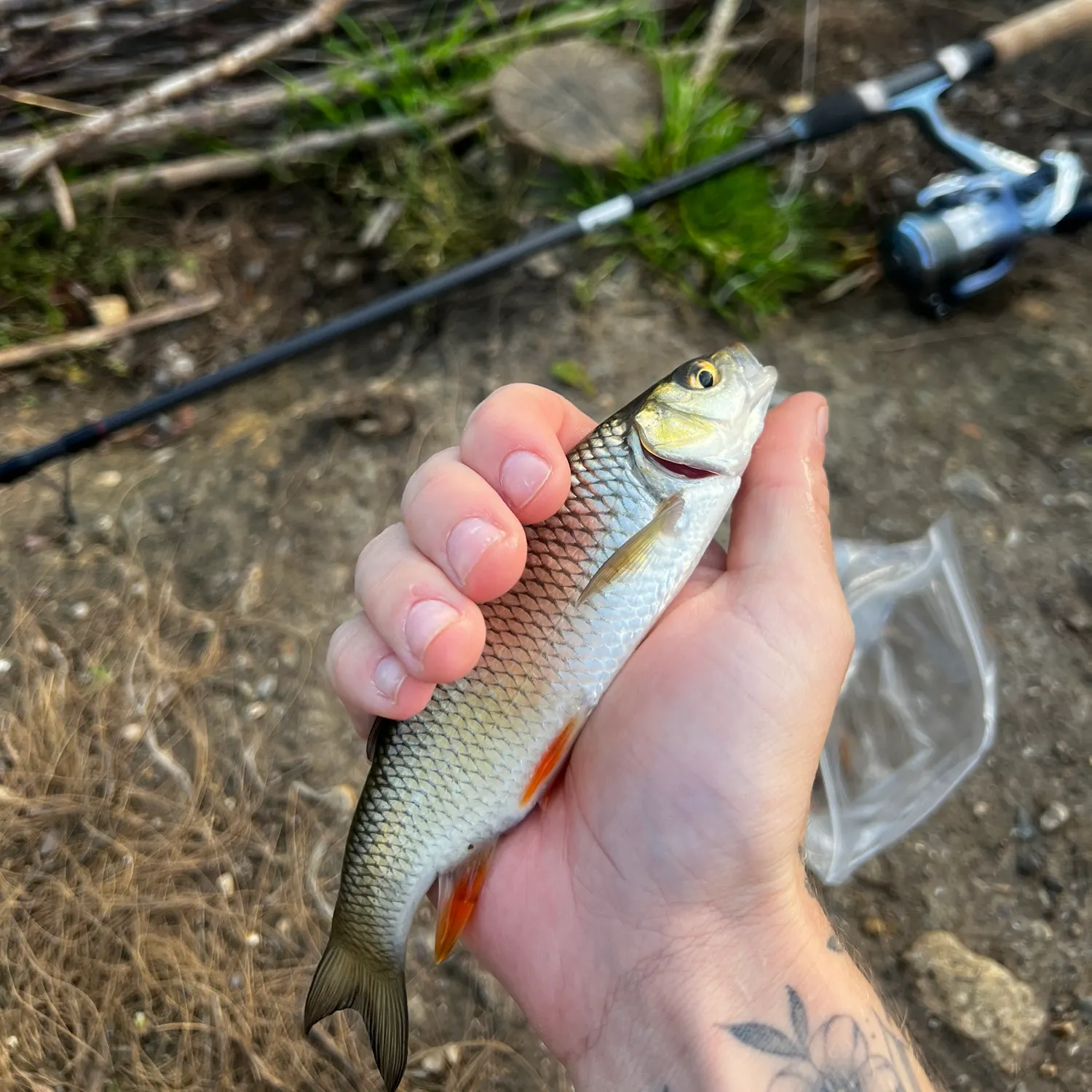 European chub caught on Fishbrain