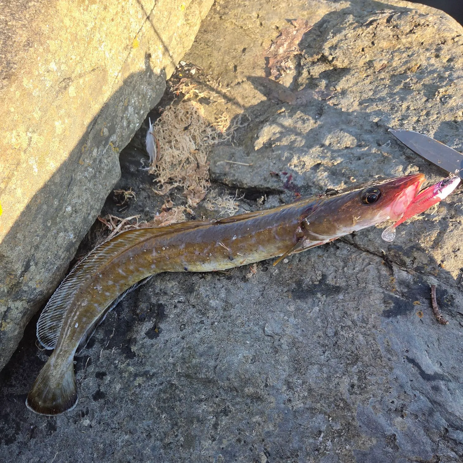 Cusk caught on Fishbrain