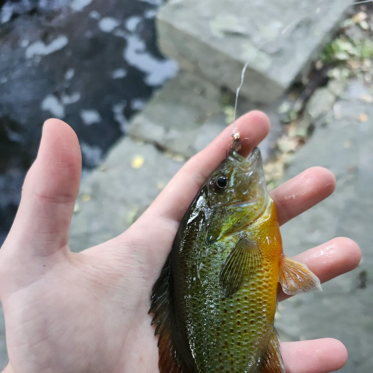 Redbreast sunfish caught on Fishbrain