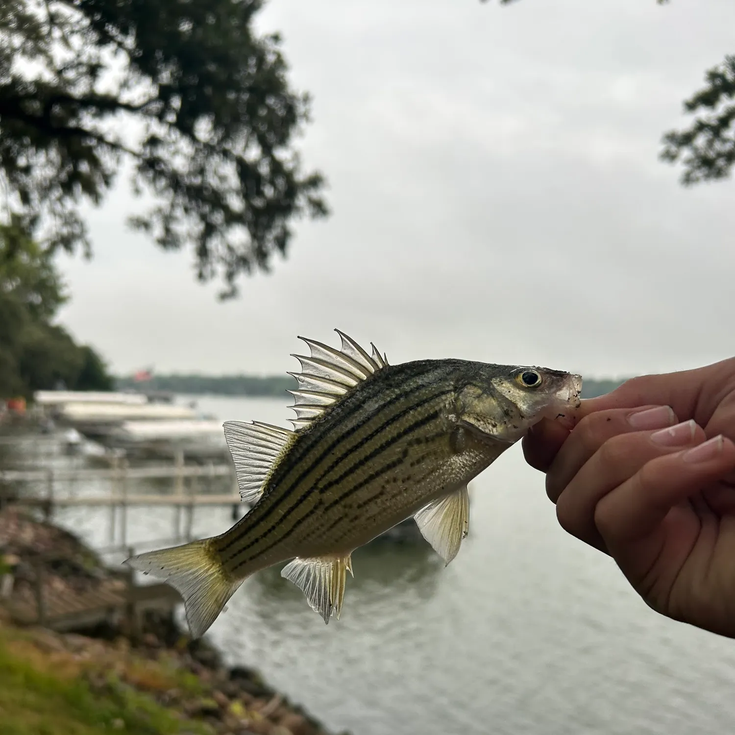 Yellow bass caught on Fishbrain