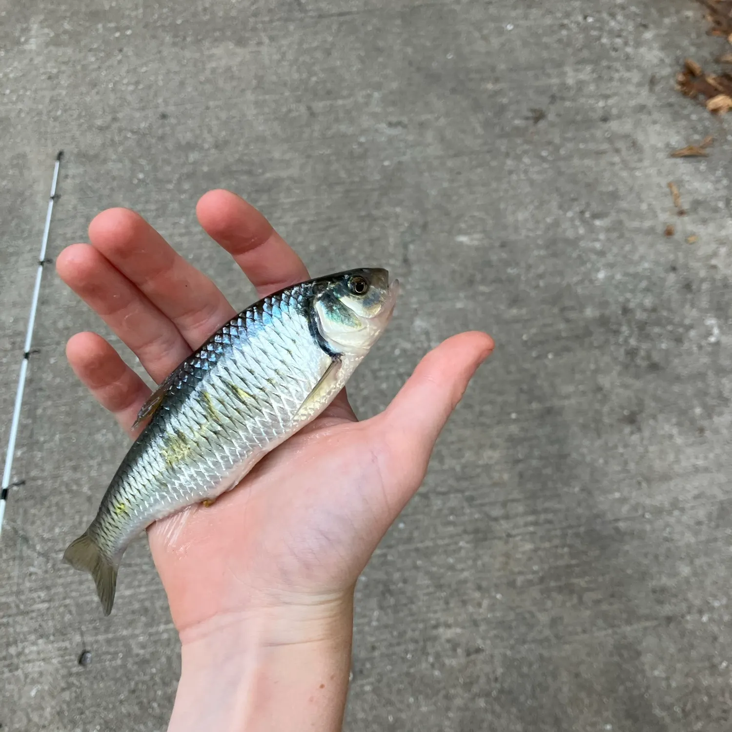 The most recent Skipjack herring catches on Fishbrain