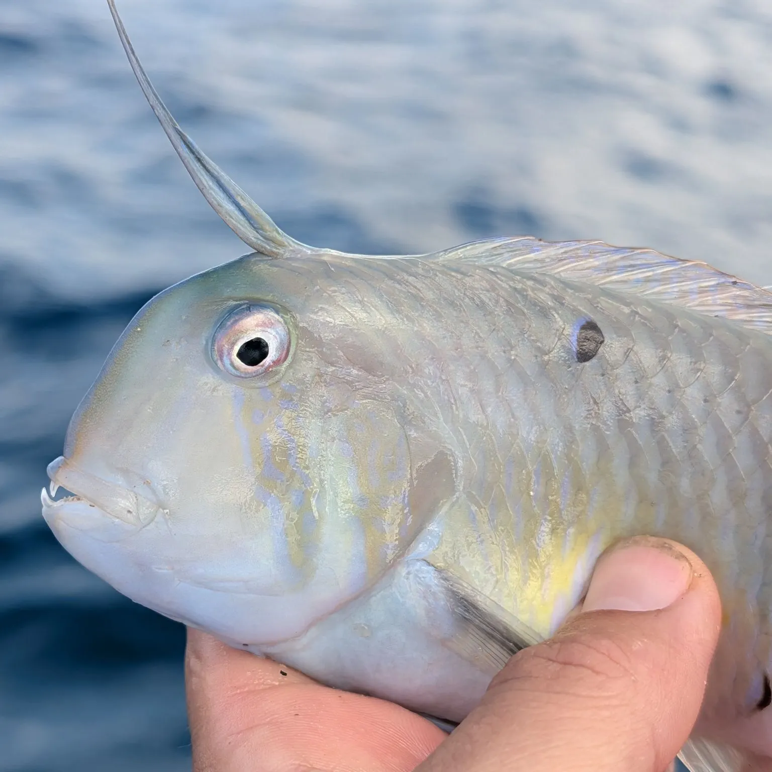 The most recent Peacock wrasse catches on Fishbrain