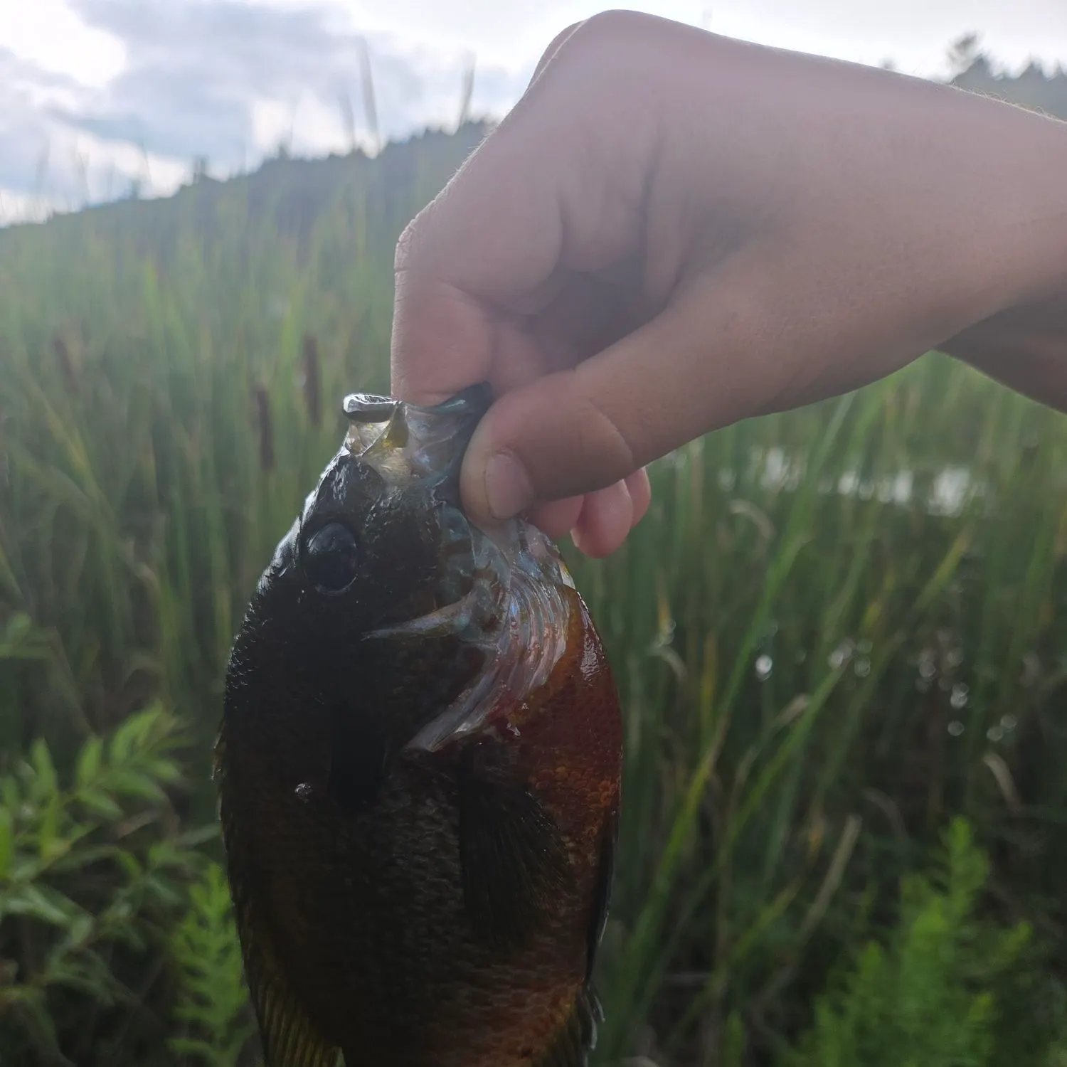 Pumpkinseed x redbreast sunfish caught on Fishbrain