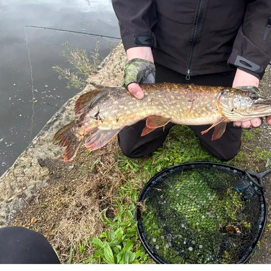 Northern pike caught on Fishbrain