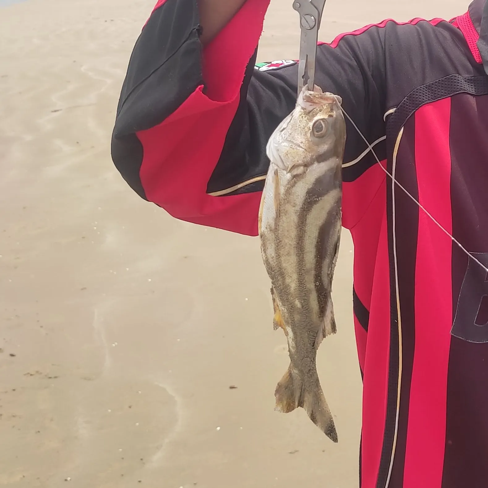 The most recent Jarbua terapon catches on Fishbrain