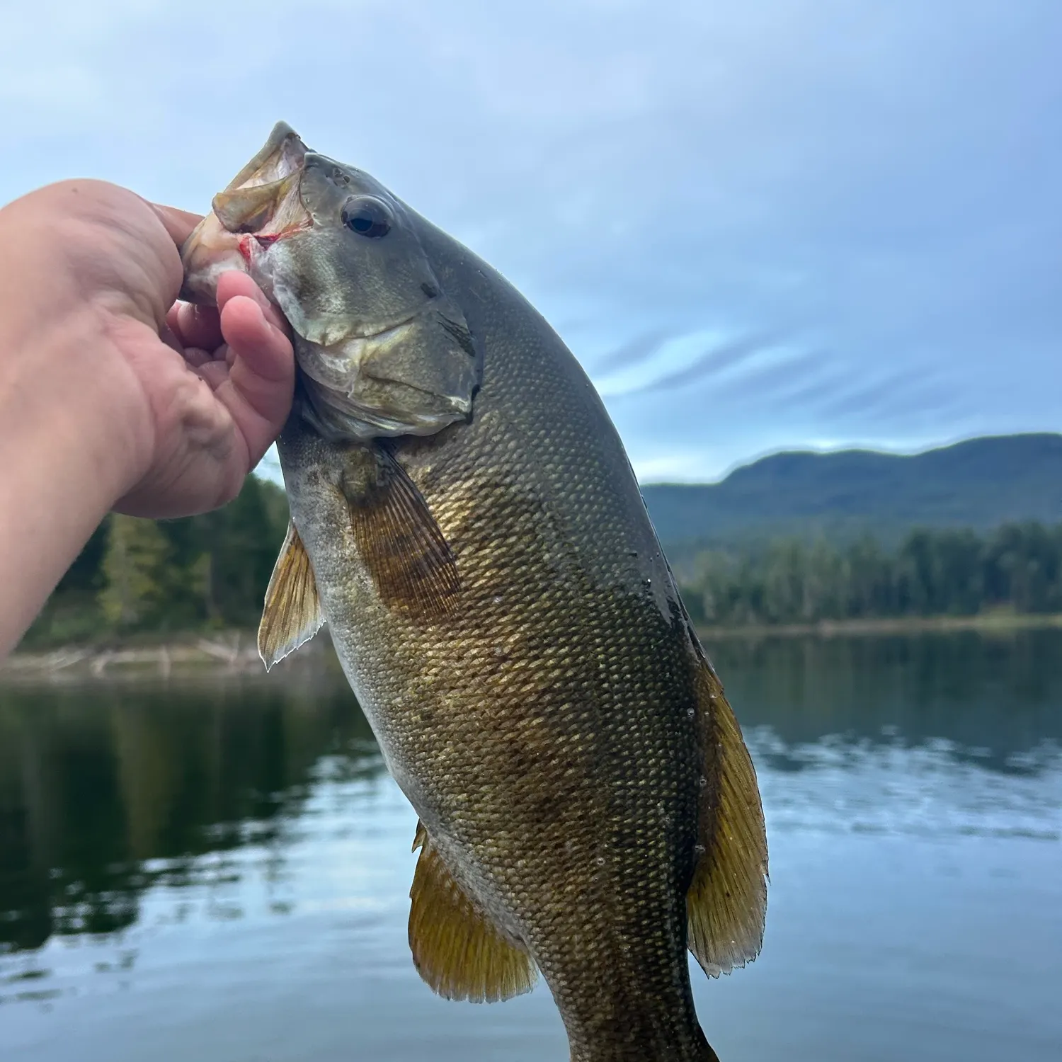 Smallmouth bass caught on Fishbrain