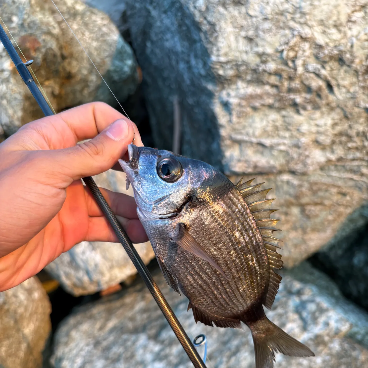 The most recent Common two-banded seabream catches on Fishbrain