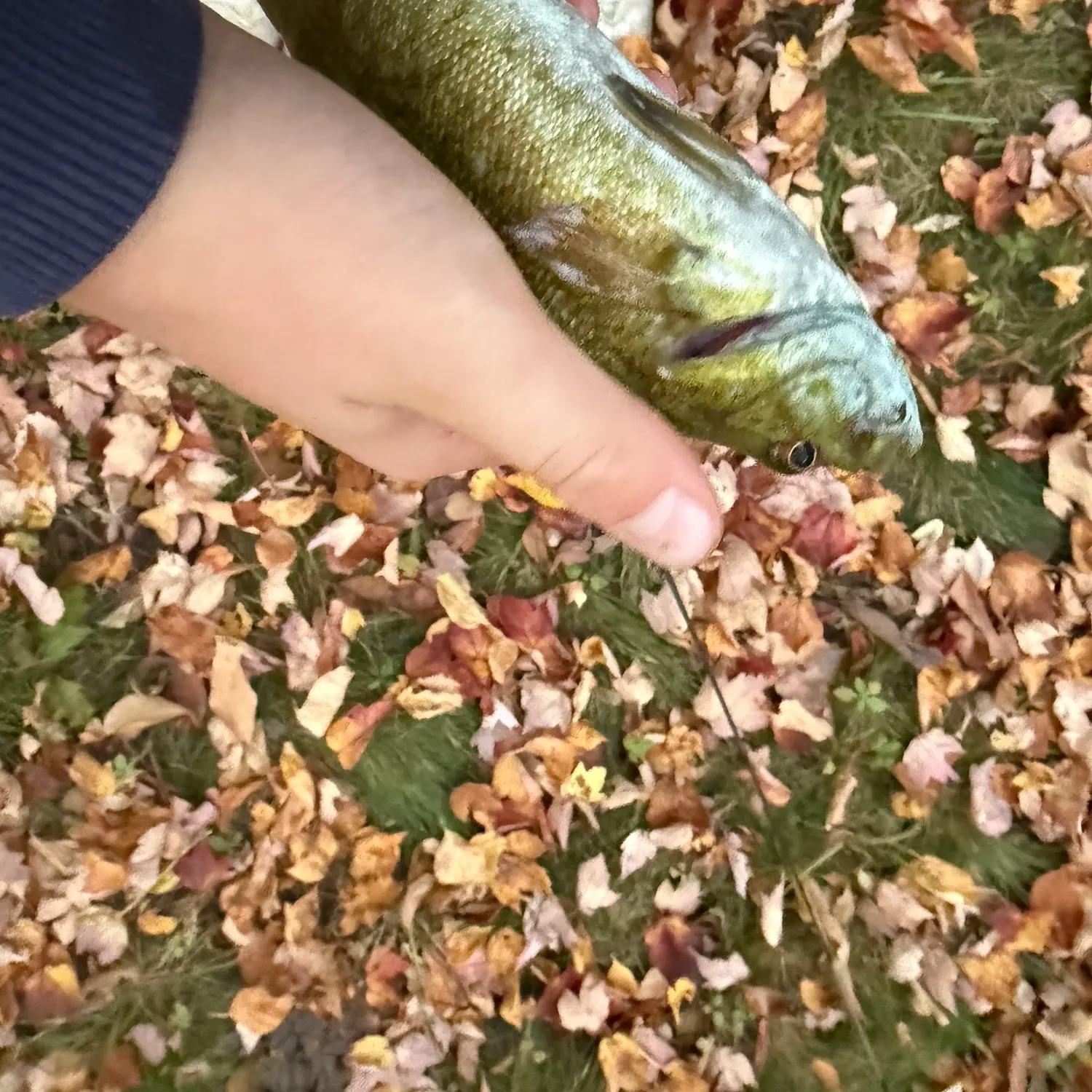 Smallmouth bass caught on Fishbrain