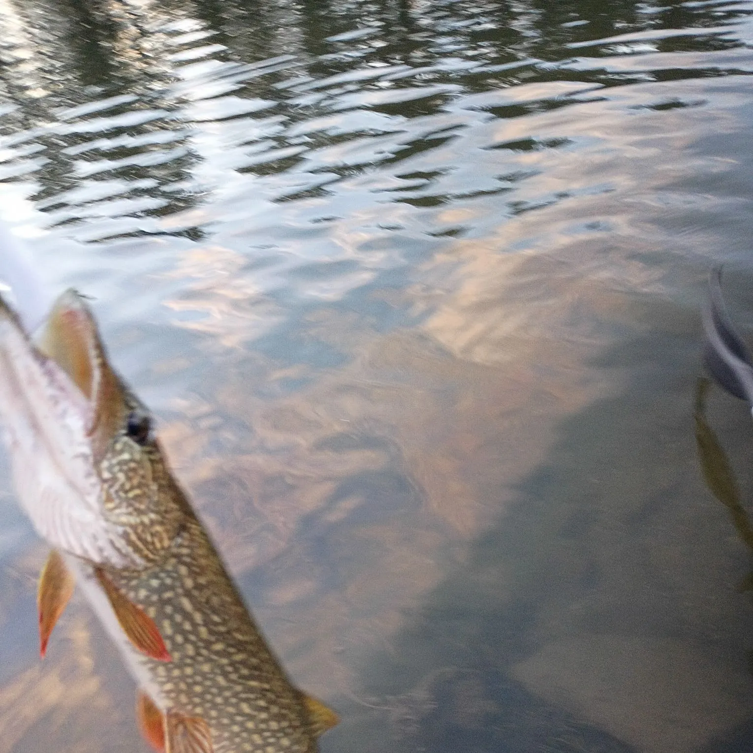 Northern pike caught on Fishbrain