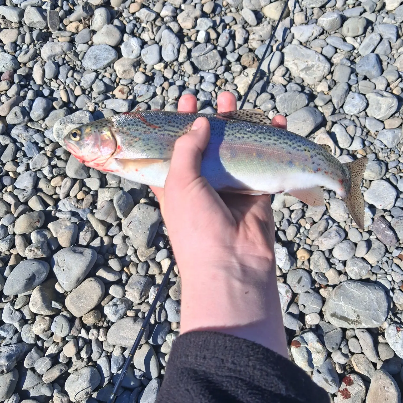 Rainbow trout caught on Fishbrain